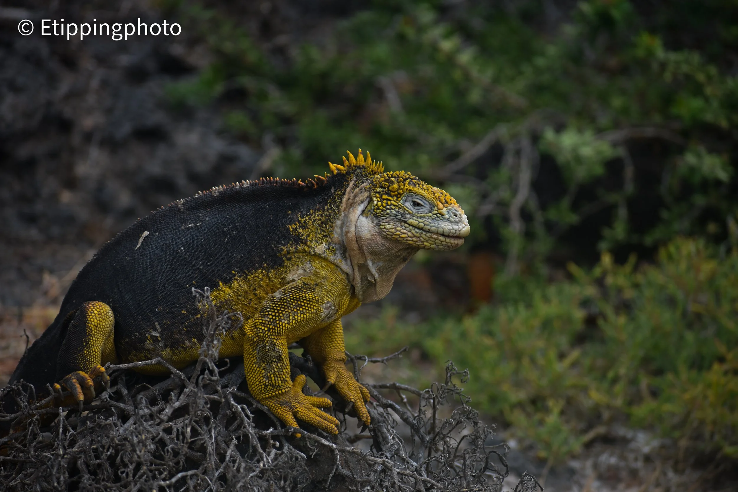 Galápagos Land Iguana (Conolophus subcristatus) — Santa Fé Island, Galápagos
185 mm · 1/800 s · f/5.3 · ISO 200