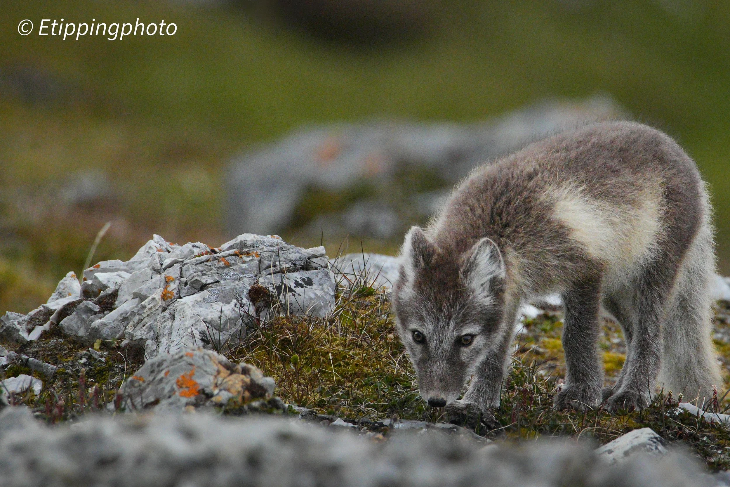 Arctic Fox (Vulpes lagopus) — Svalbard
600 mm · 1/1600 s · f/9.0 · ISO 6400