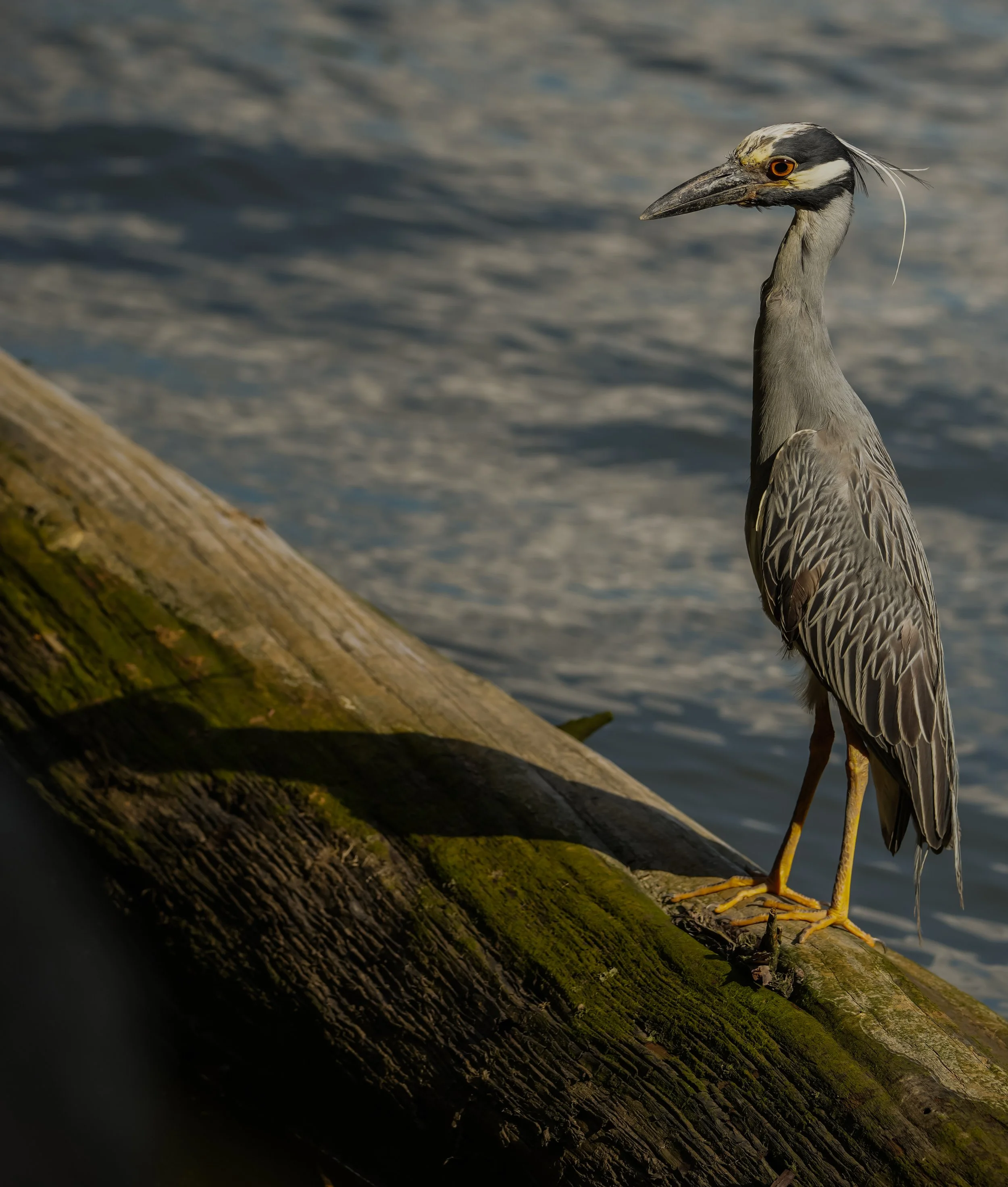 Yellow-crowned Night Heron (Nyctanassa violacea) — New Jersey
250 mm · 1/640 s · f/5.6 · ISO 160