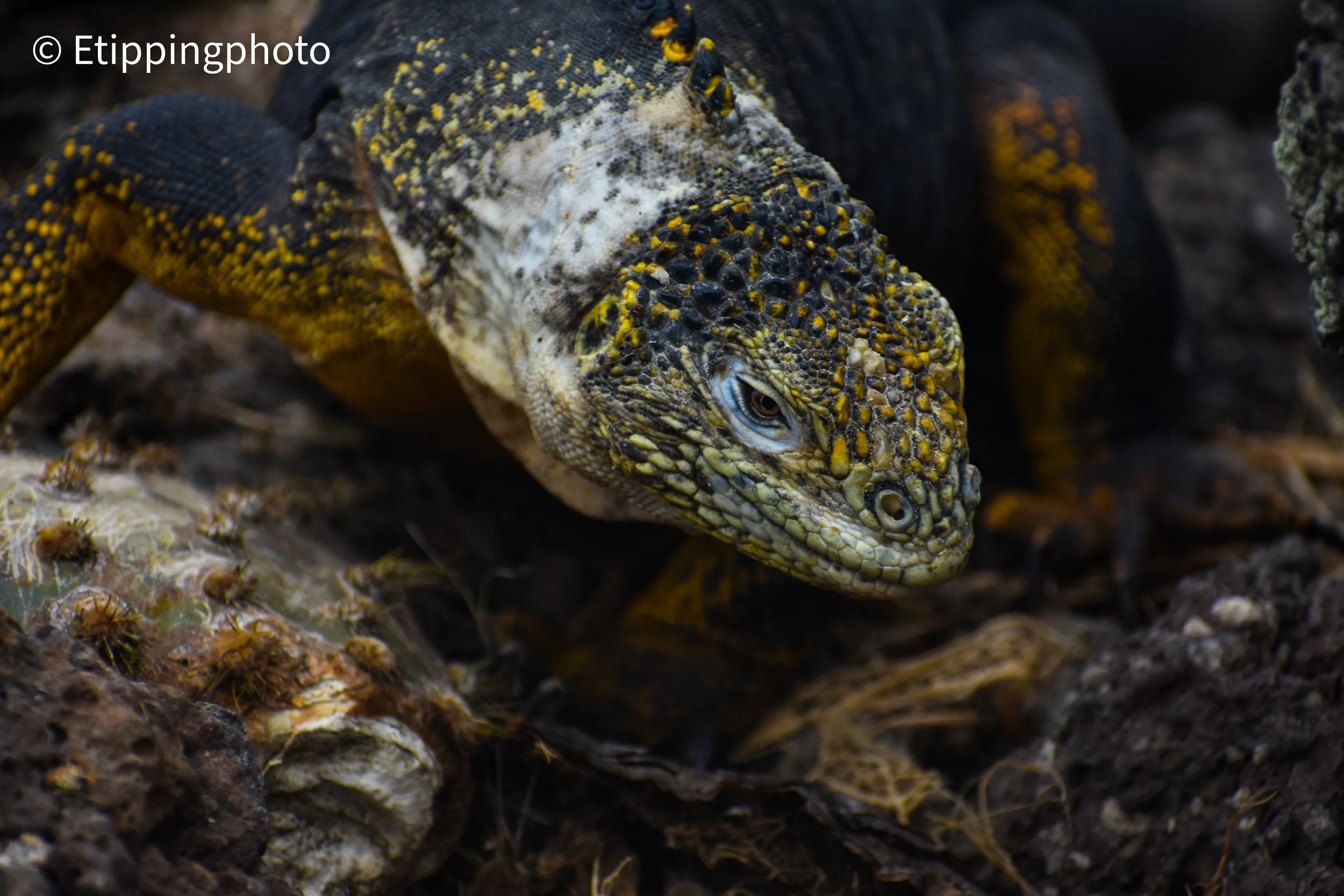 Galápagos Land Iguana (Conolophus subcristatus) — Santa Fe Island 600 mm · 1/400 s · f/8.0 · ISO 500