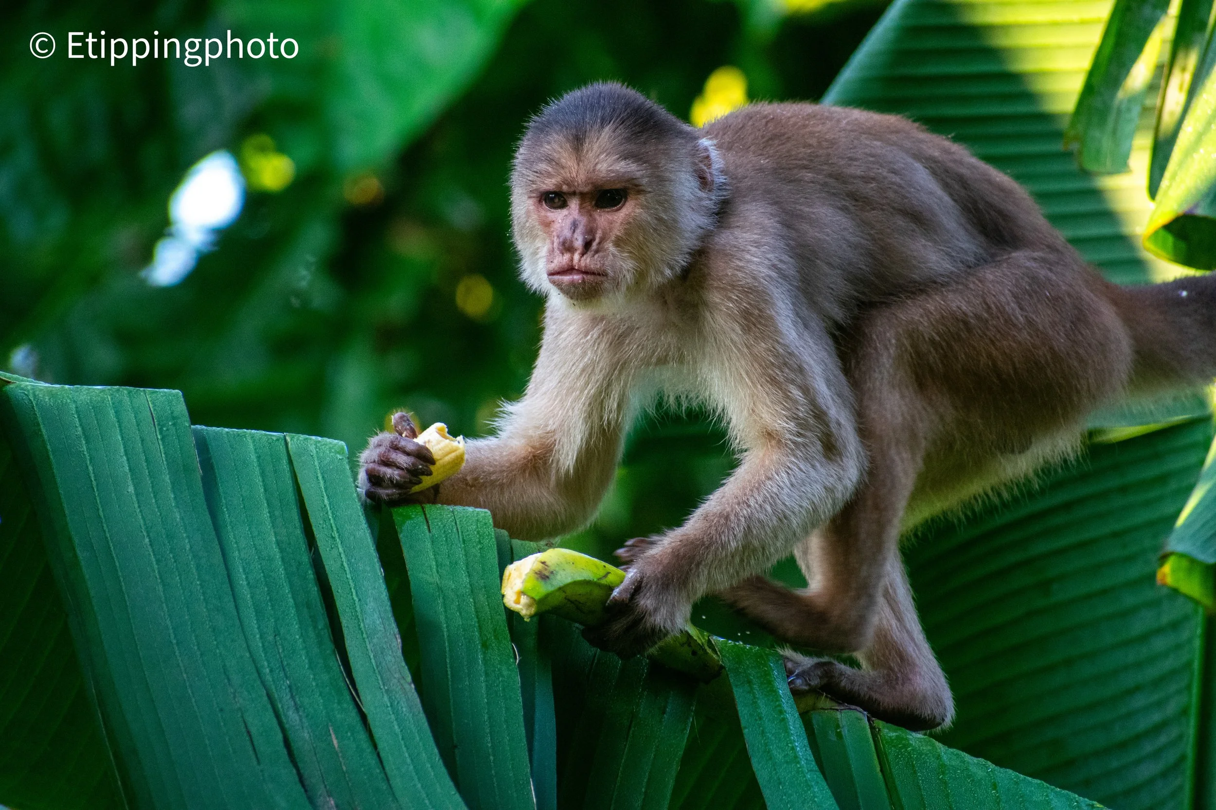 White-fronted Capuchin (Cebus albifrons) — Yasuní National Park, Ecuador
300 mm · 1/320 s · f/6.3 · ISO 3200