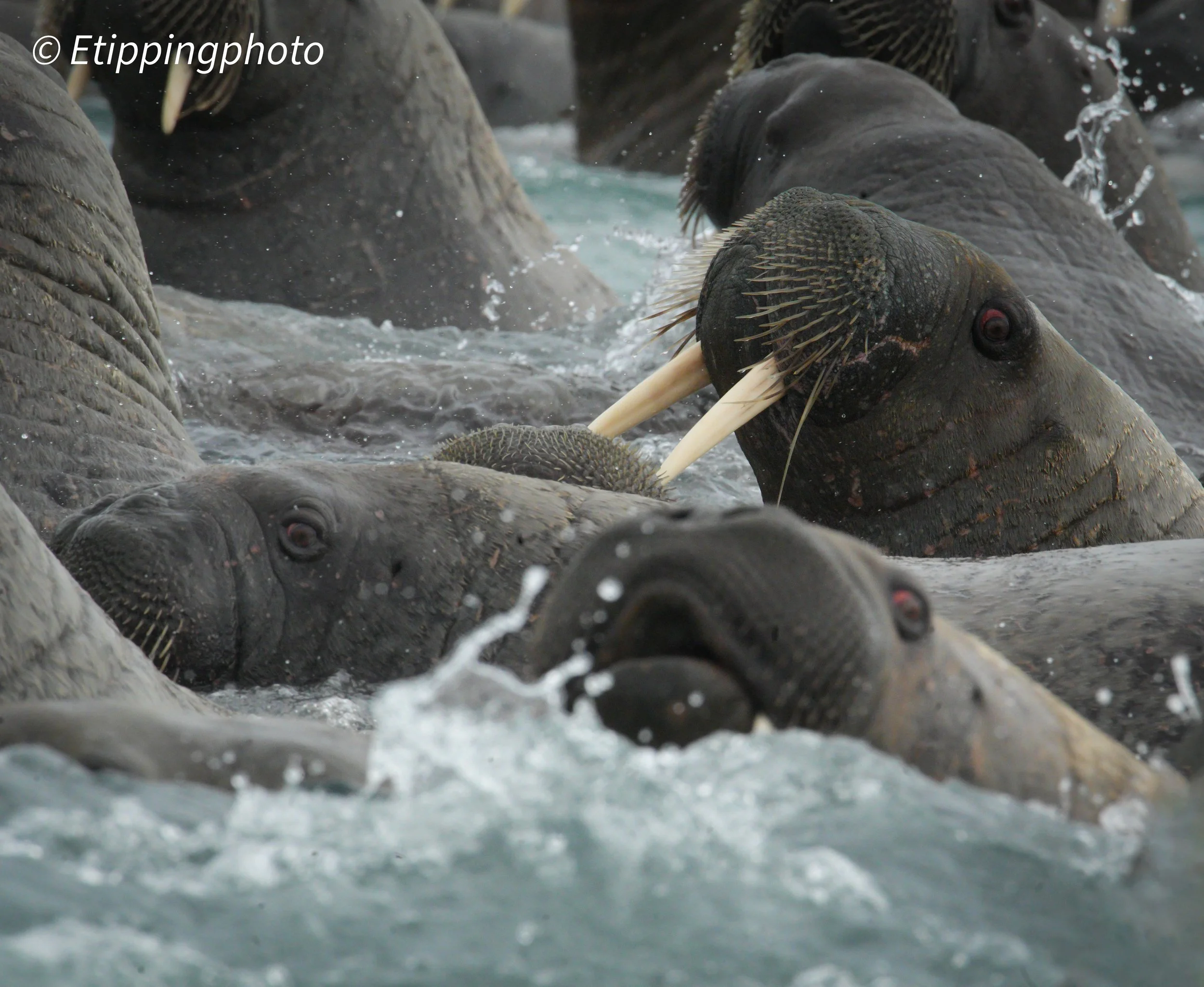 Atlantic Walruses (Odobenus rosmarus rosmarus) — Svalbard · 600 mm · 1/1600 s · f/18 · ISO 6400