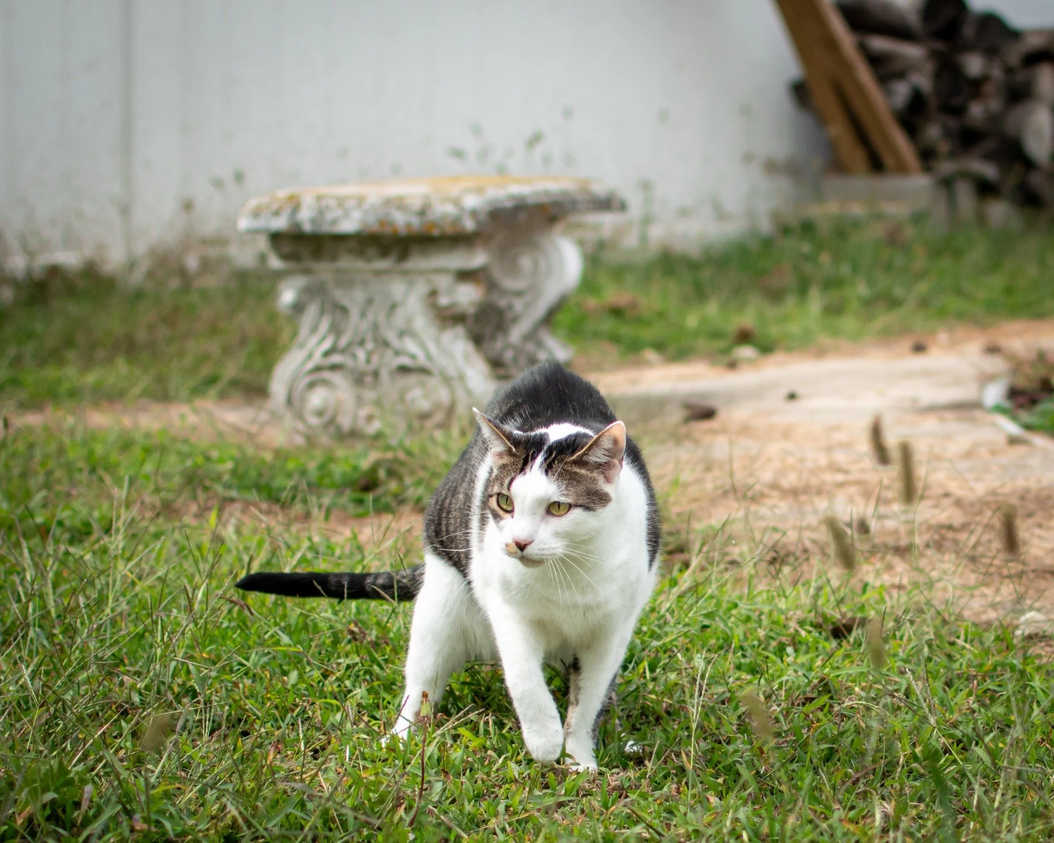 A black and white cat walking on grass with an old stone bench and a woodpile in the background.