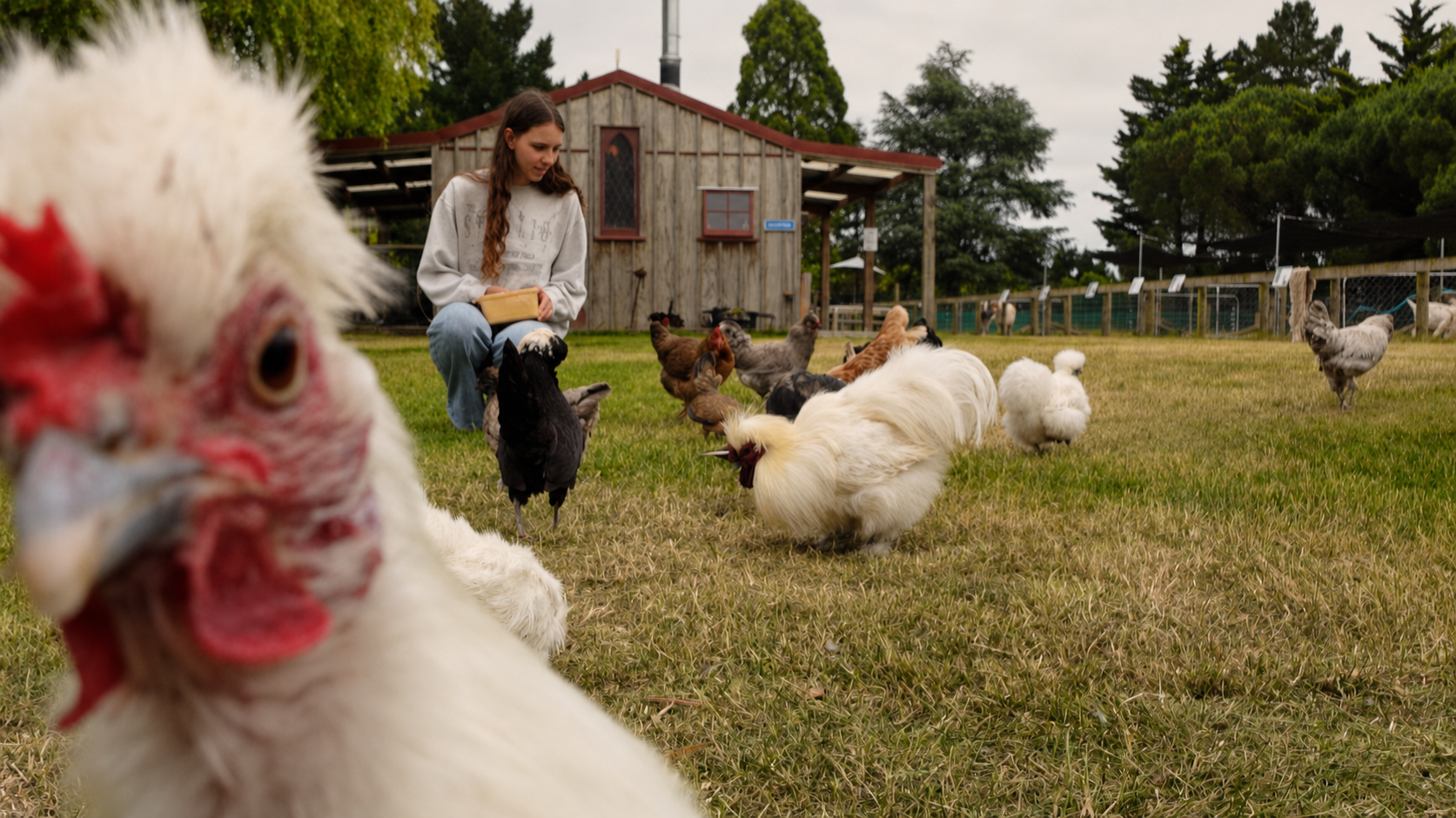 Happy children visiting the animals as a chicken walks into the photograph