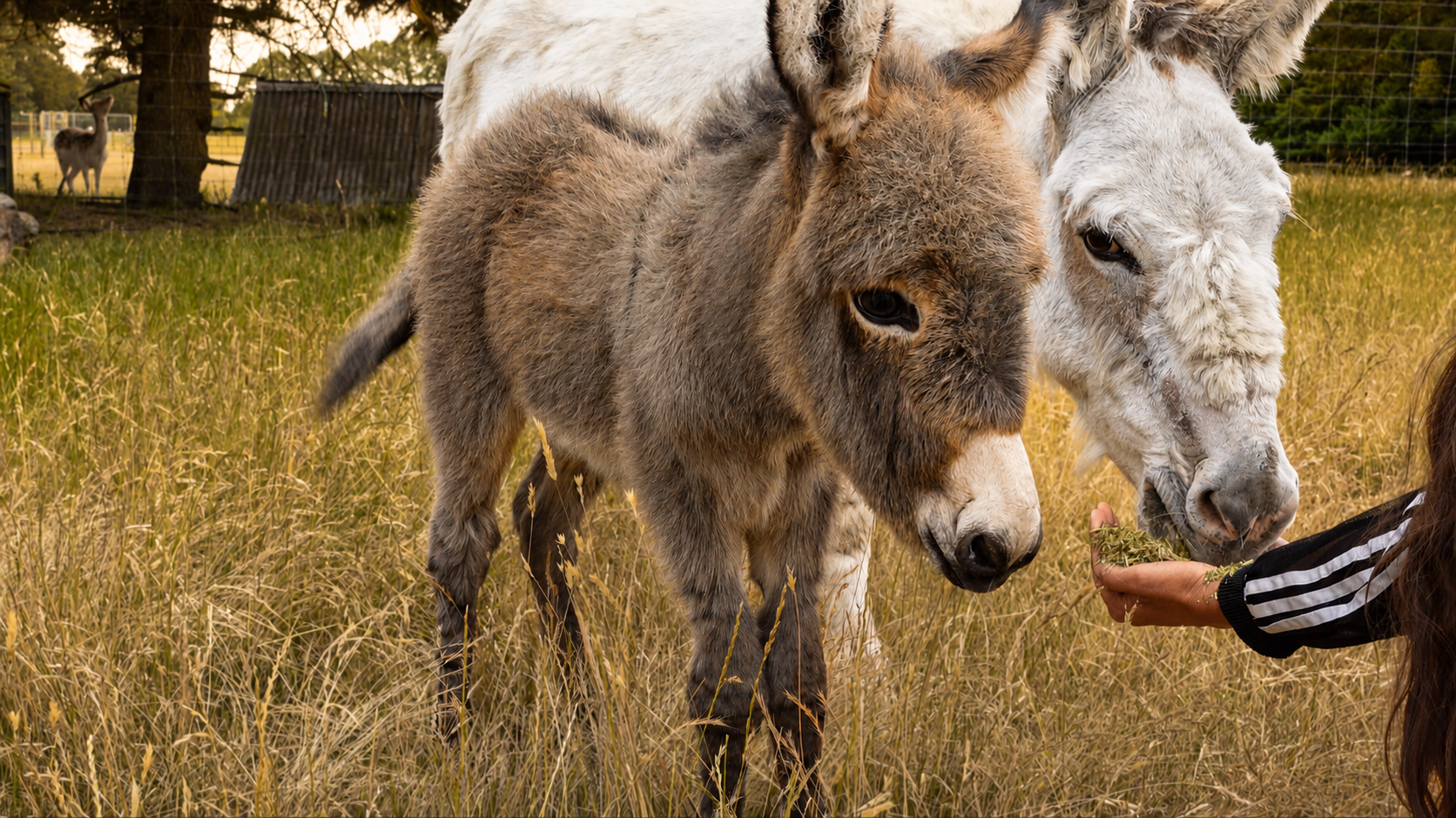 Donkey and its baby photographed together at Glenlothian Farm