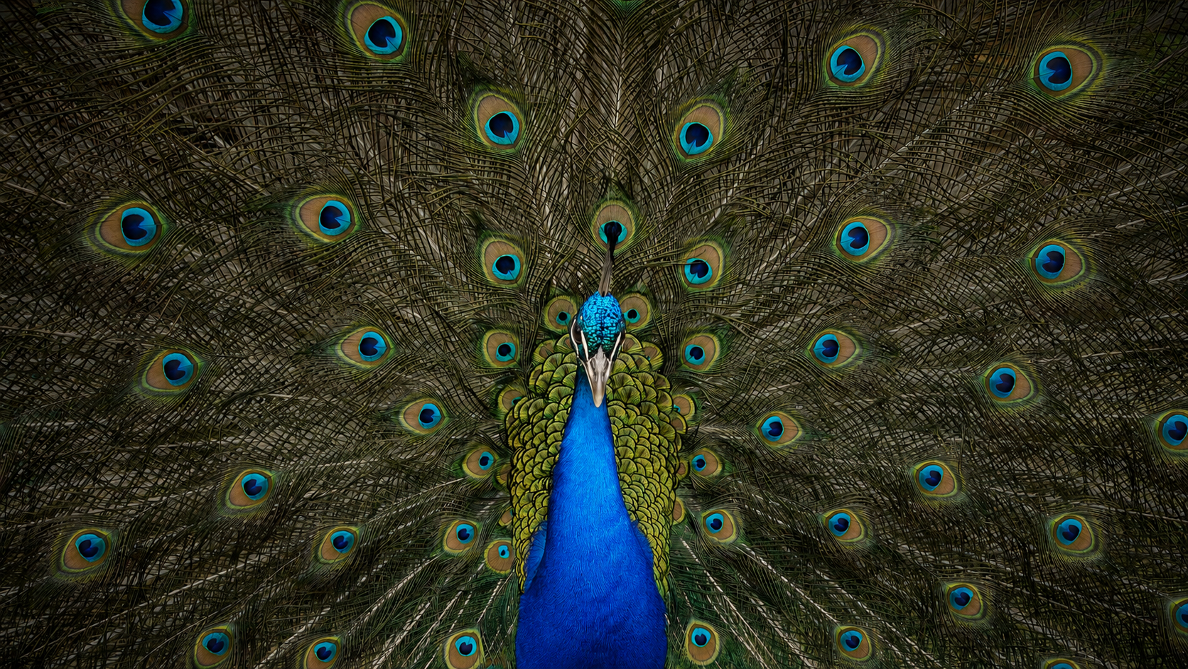 Peacock photographed at Glenlothian Farm
