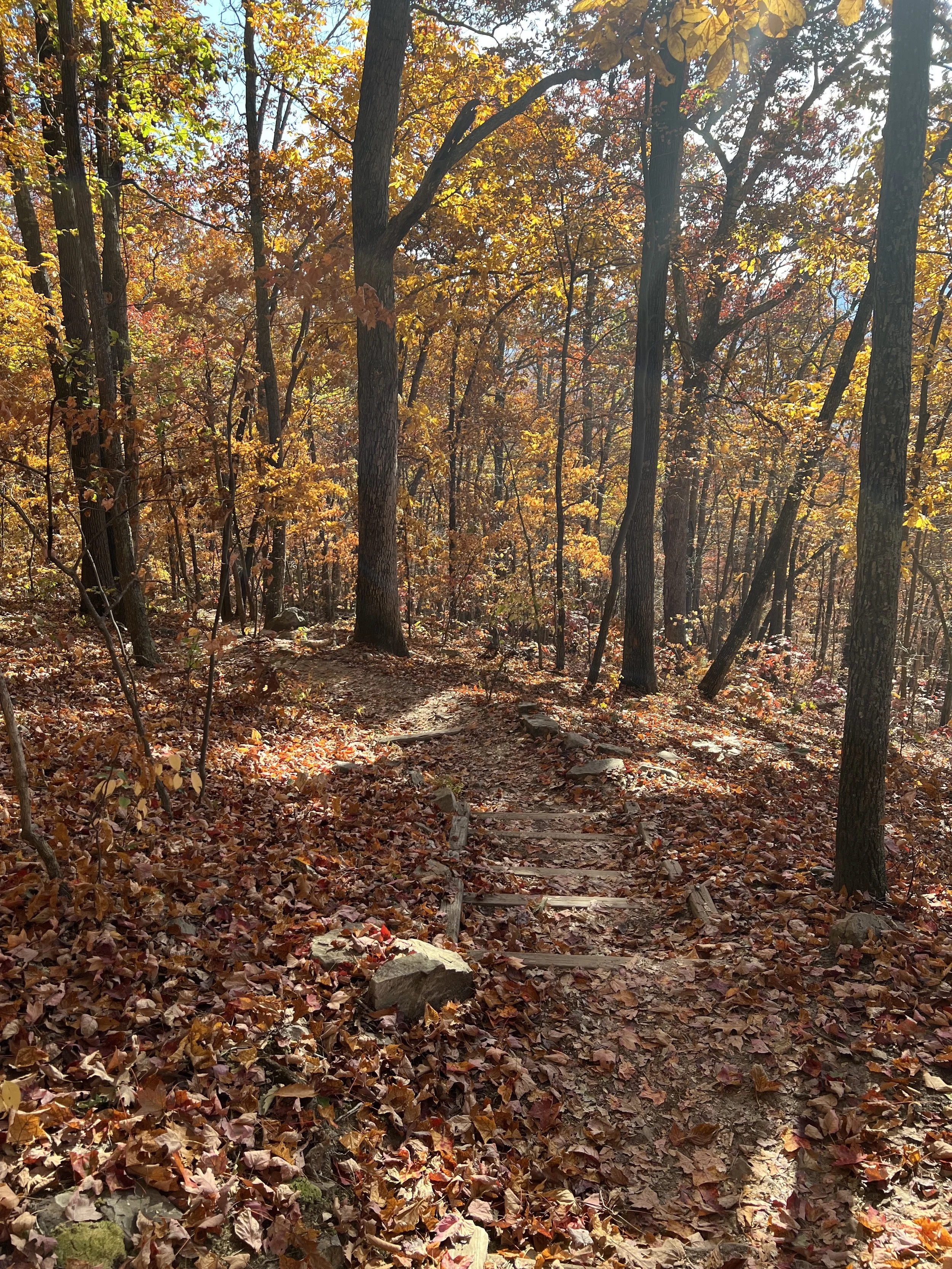 Virtual trauma therapist in northern virginia