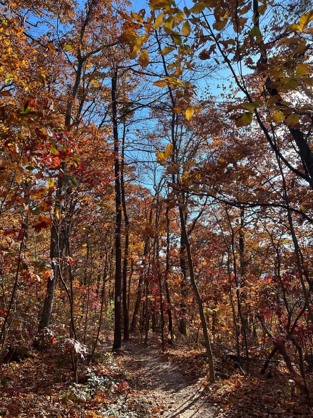 trauma therapist in Virginia