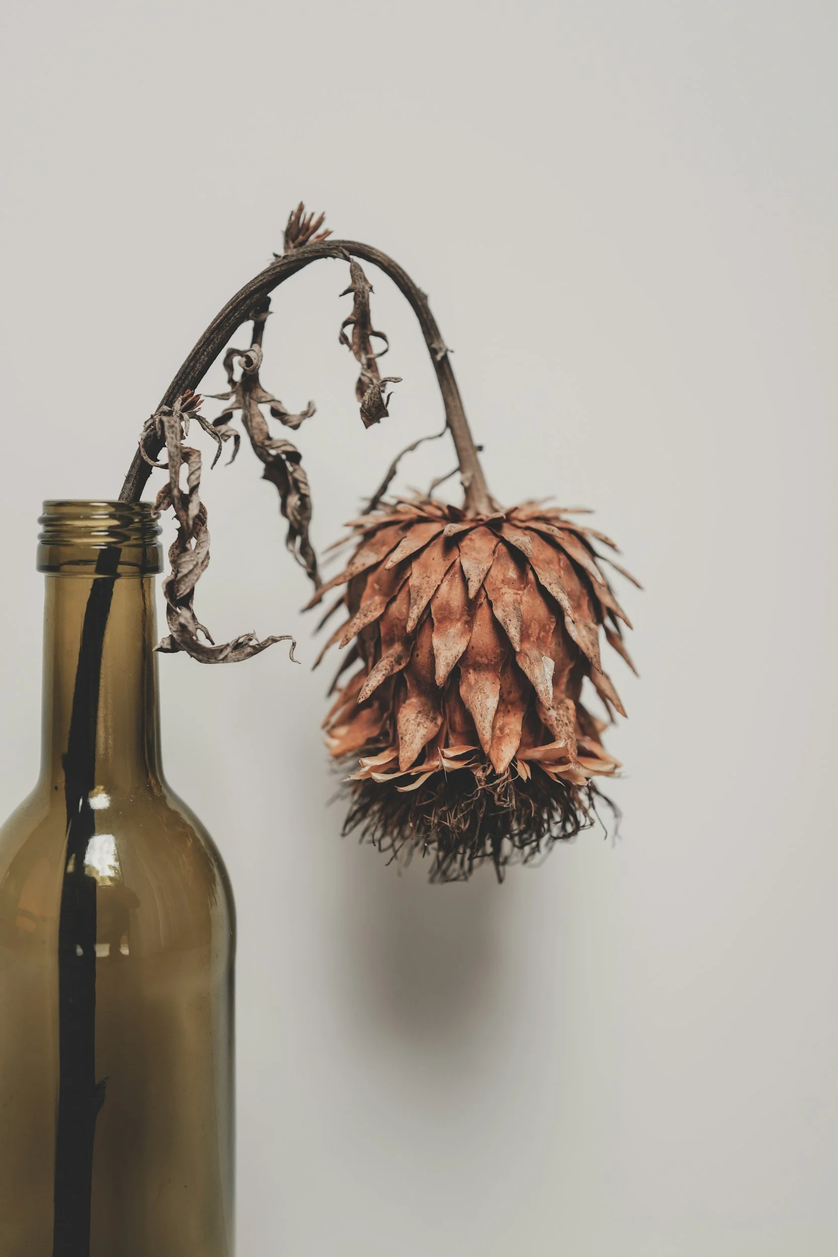 A dried sunflower head hanging upside down from a brown branch inside a greenish-brown glass bottle.