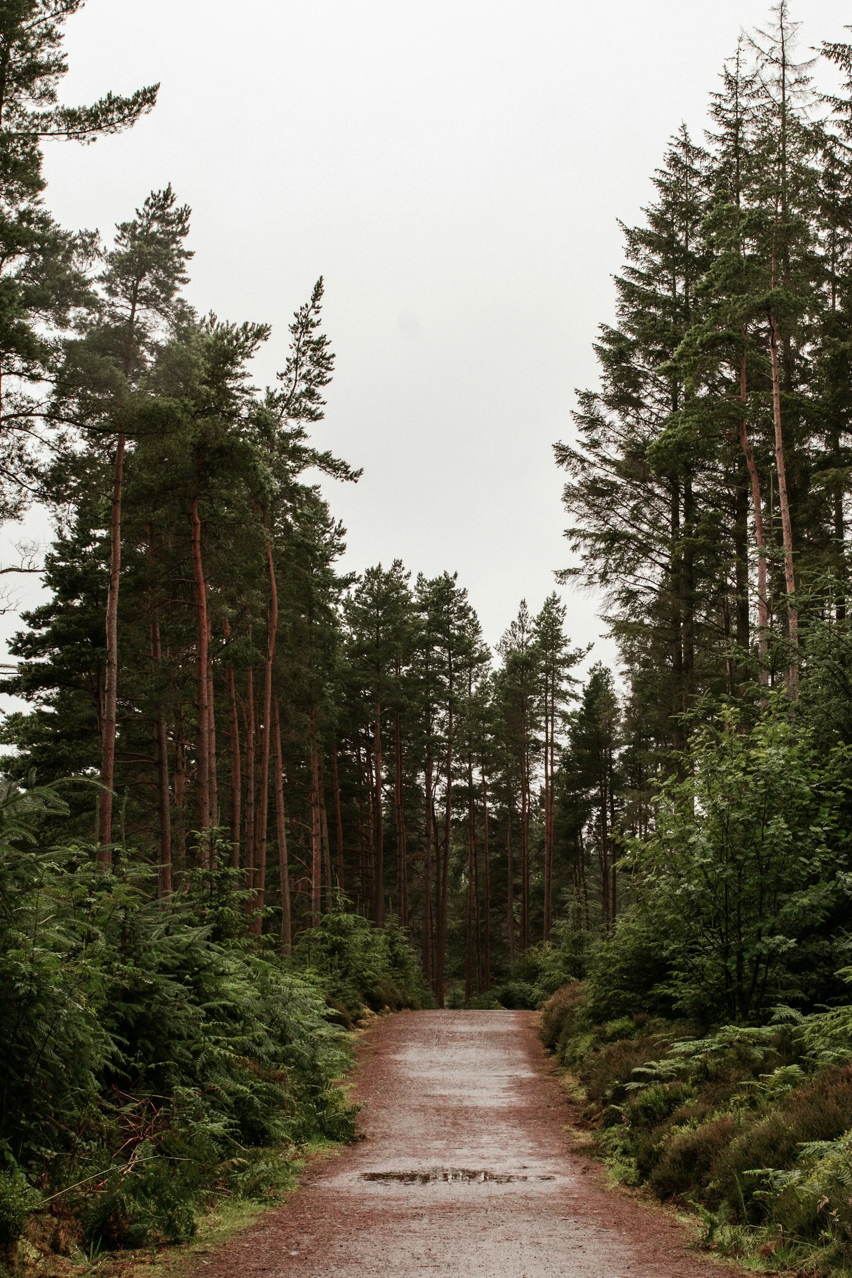 A gravel forest trail surrounded by tall pine trees with an overcast sky.