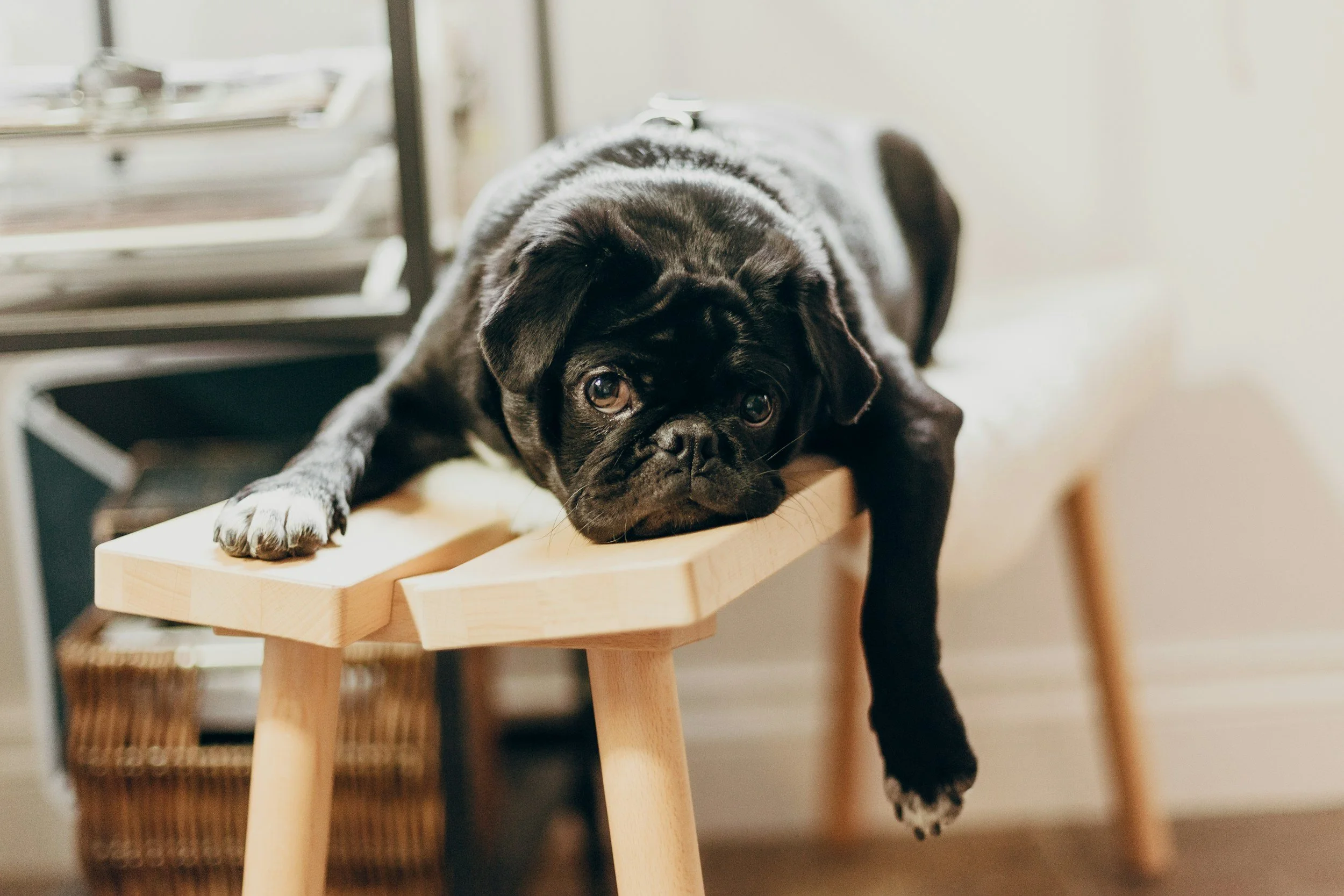 A black and white puppy with wrinkles and big eyes lying on a wooden table.