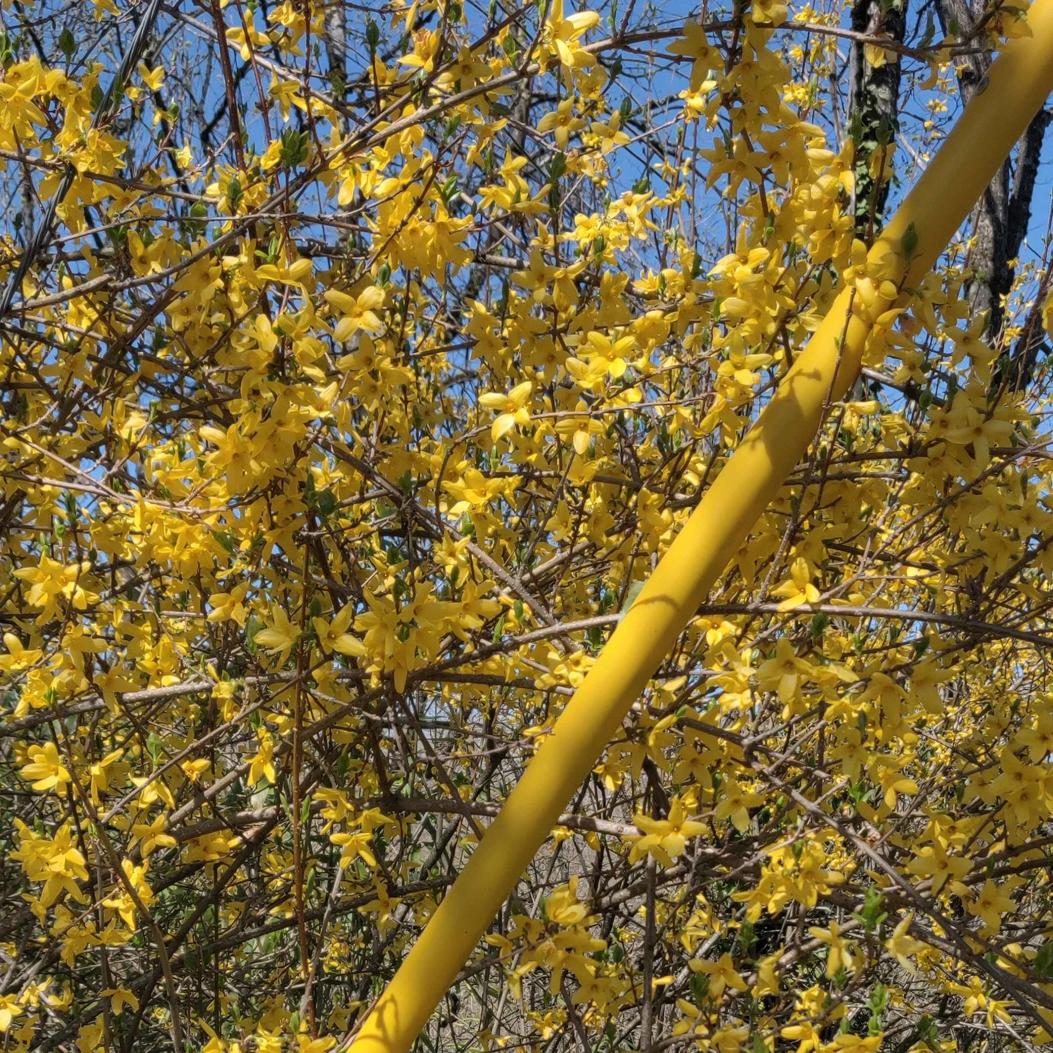 An Involuntary Mantra