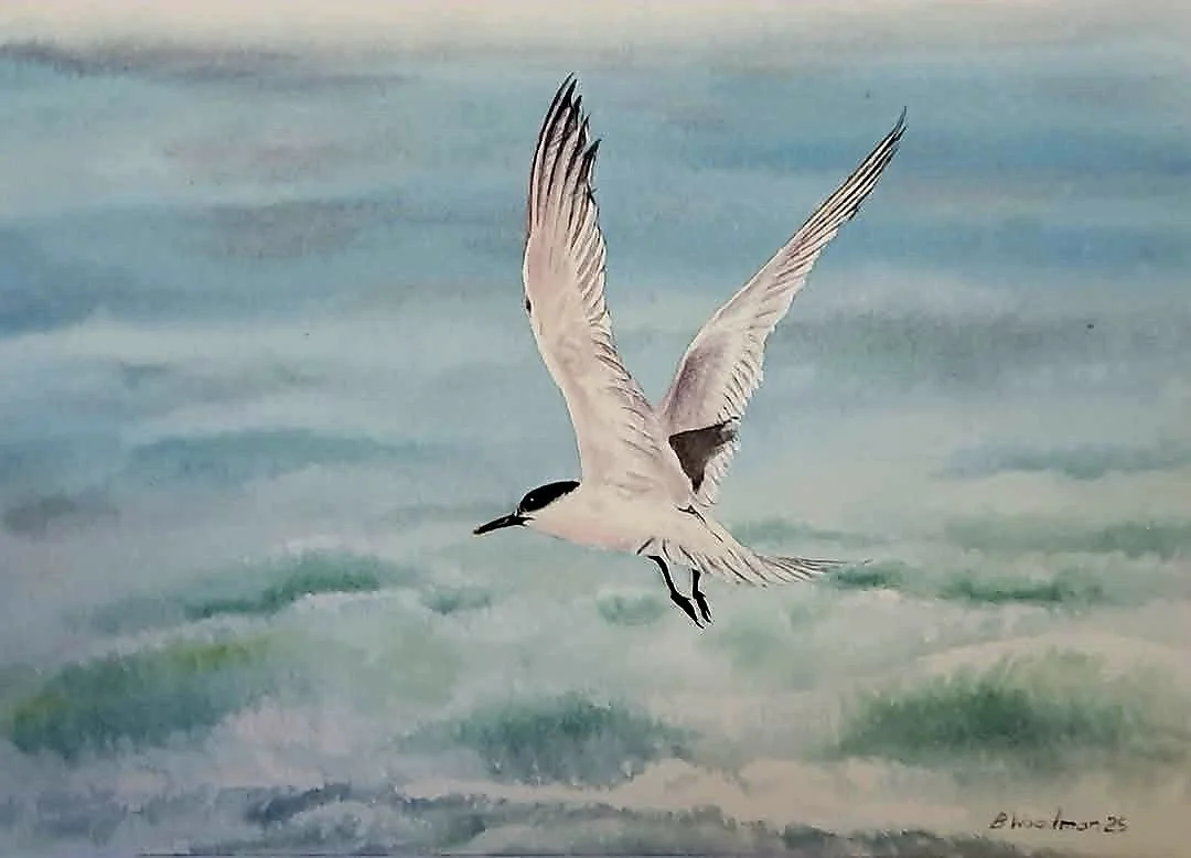 Artic Tern.jpg
