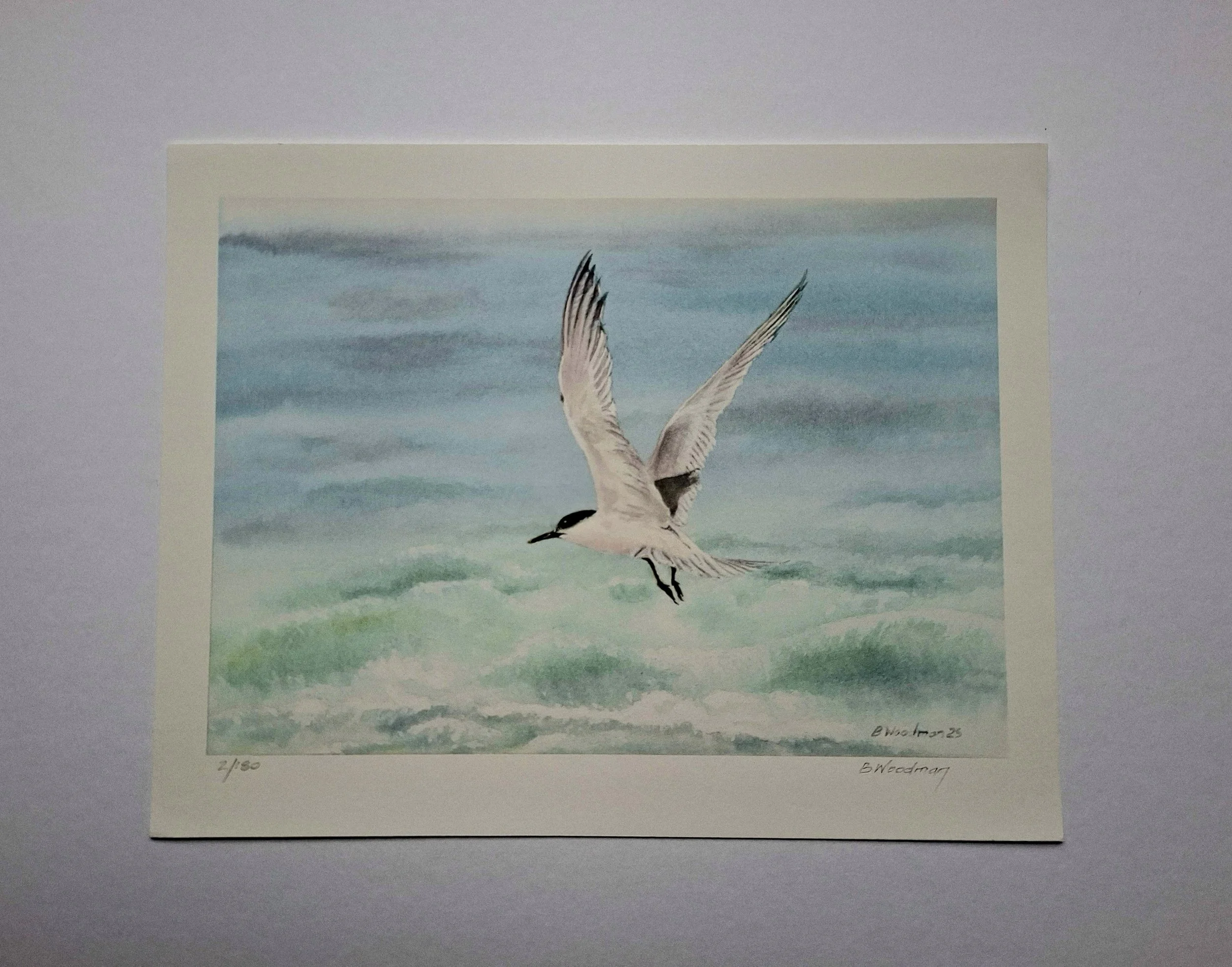 Artic Tern Low over a Choppy Sea