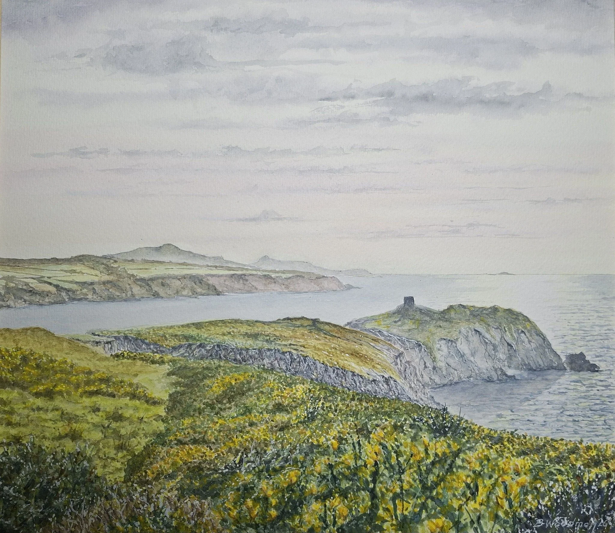 Spring Gorse near Carn Llwdd (Abereiddy).jpg