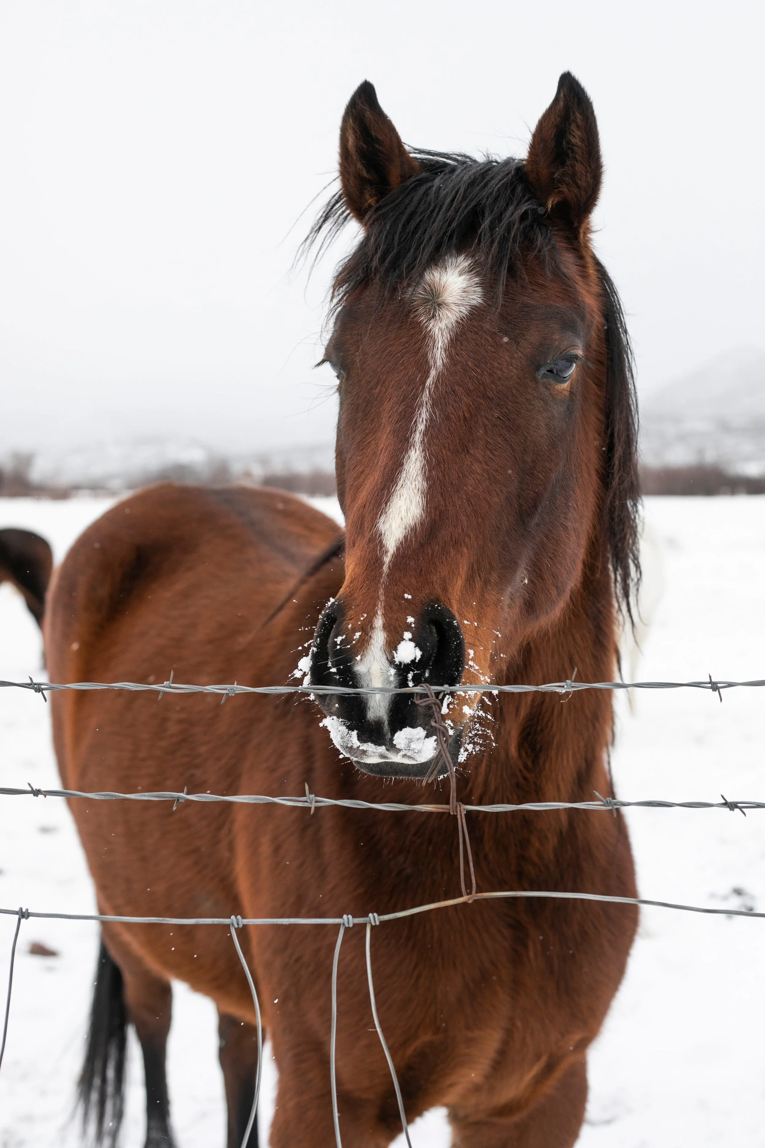 1779 S Foothill Dr Kamas UT-print-011-094-E29A5309-2800x4200-300dpi.jpg