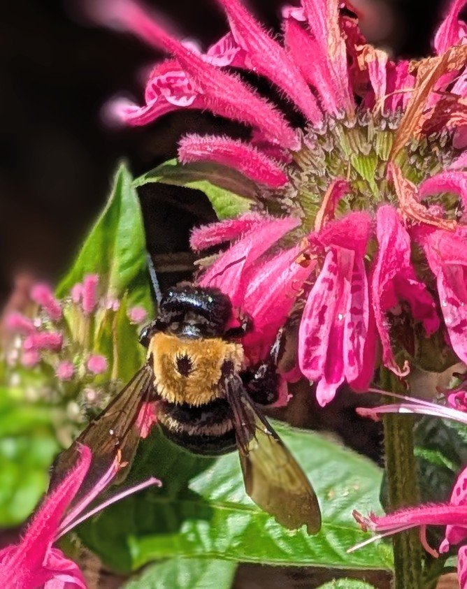 Norton Shores: Your yard is more than your lawn. Putting in native flowers like this bee balm not only beautify your landscape, they provide food for pollinators like this carpenter bee.