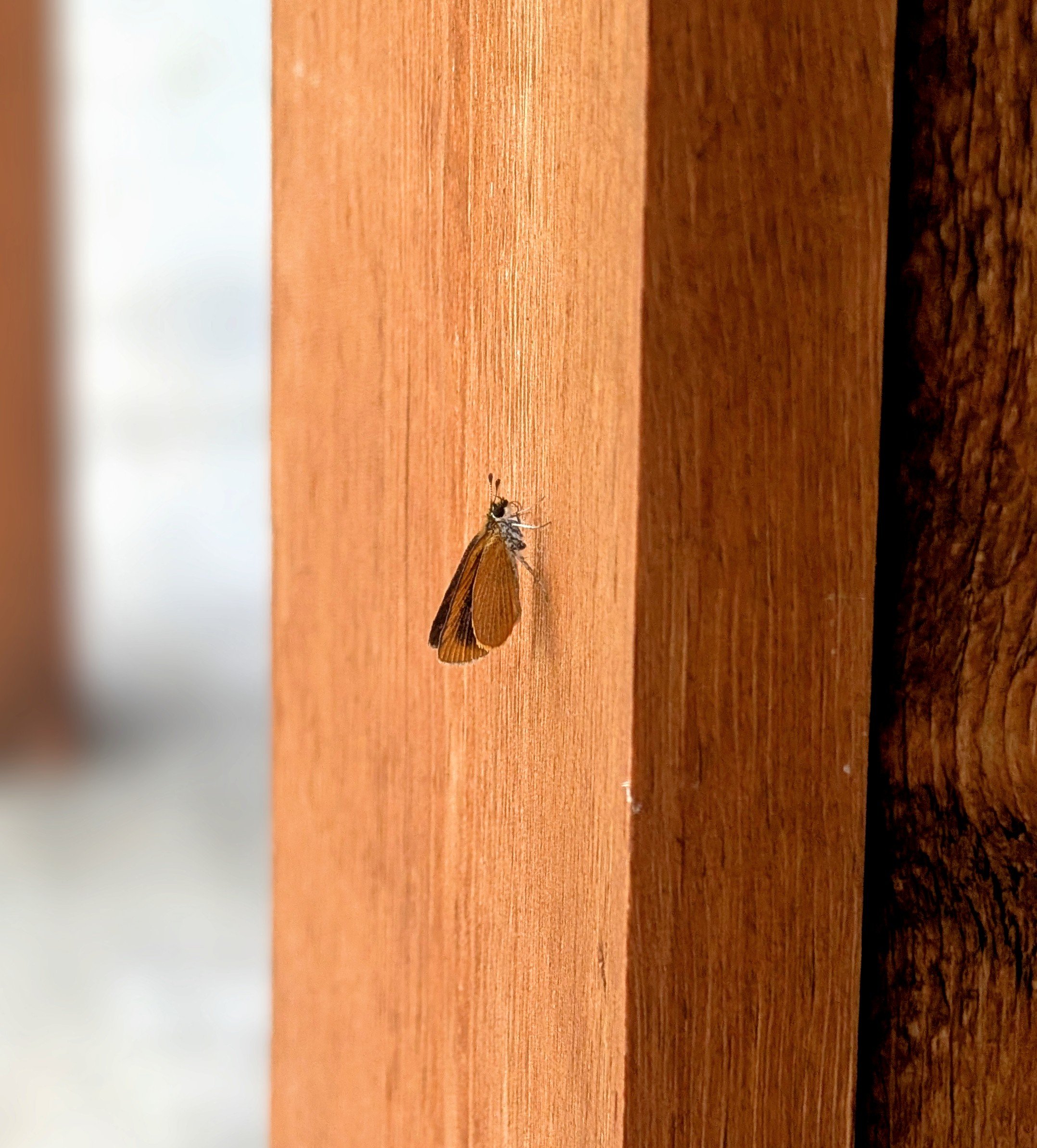 Hudsonville: One of the simplest ways to create a safe space for pollinators is to stop using synthetic fertilizers, pesticides and herbicides. Even a yard without flowers can serve as a refuge where bees and butterflies rest or find water, making th