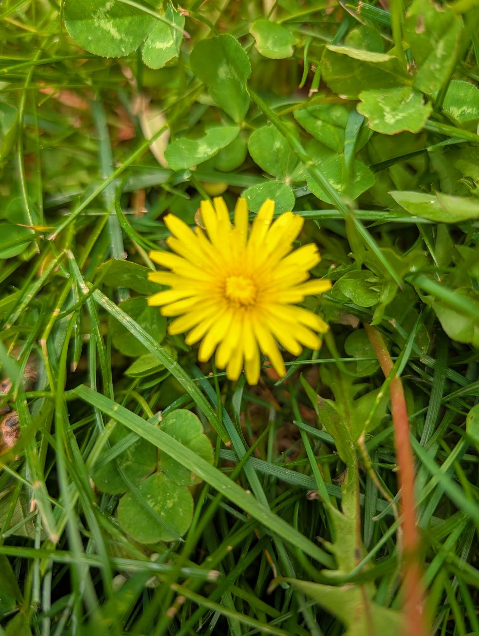 Grand Rapids: An organic yard is a haven for pollinators. 🐝🦋 Without toxic chemicals in the local ecosystem, bees and butterflies have a safe place to rest and forage. Wildflowers, clover and dandelions offer essential nectar and pollen.