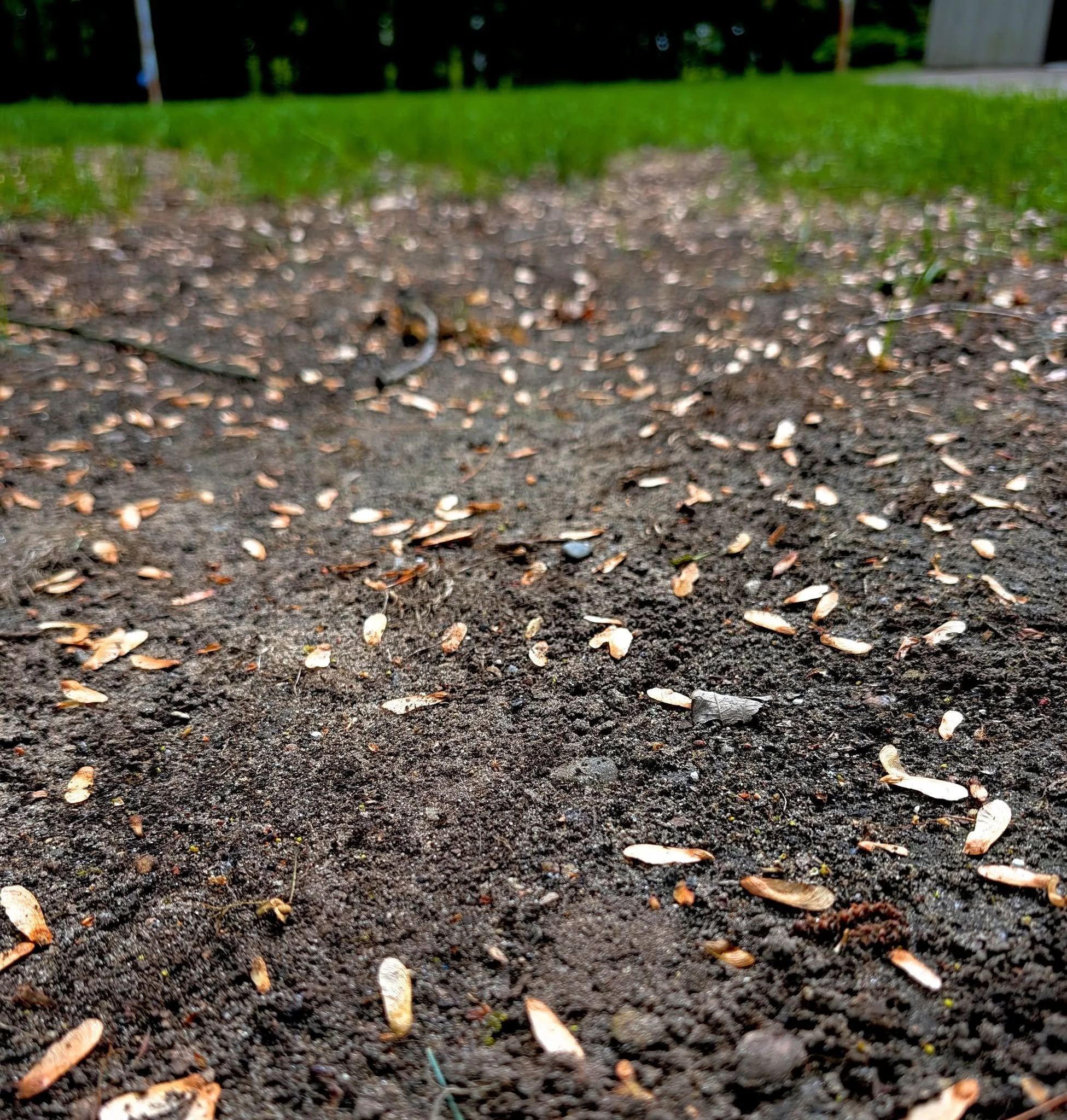 Rockford: When we're at a house, we're not just spraying turf and landscaping, we're spraying soil. Sometimes bare soil. Because for things (like grass) to thrive, soil needs life. Our Compost Tea has microbes— bacteria, fungi— that are the heart and