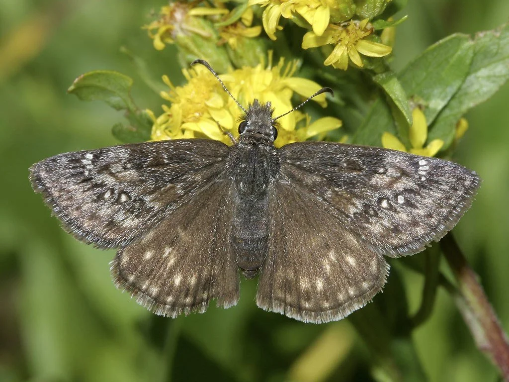 A butterfly perched on yellow flowers and green leaves.