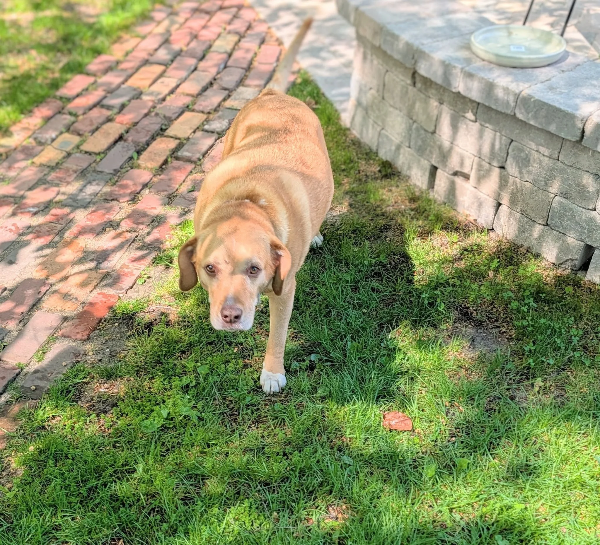 Grand Rapids: An organic lawn program like ours is so safe, sometimes we're even joined by a four-legged friend while we're treating lawns. No toxic lawn chemicals means no "Caution!" signs, and that means good boys like Jack are protected. 