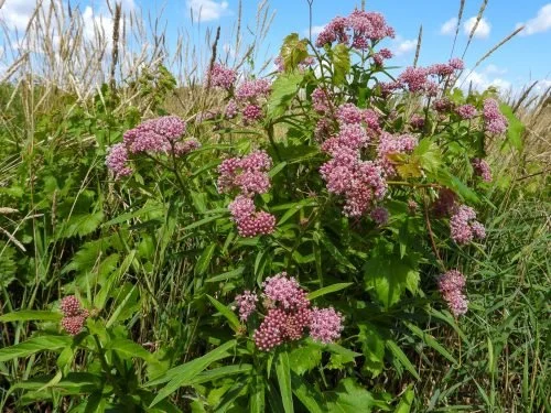 swampmilkweed2.jpeg