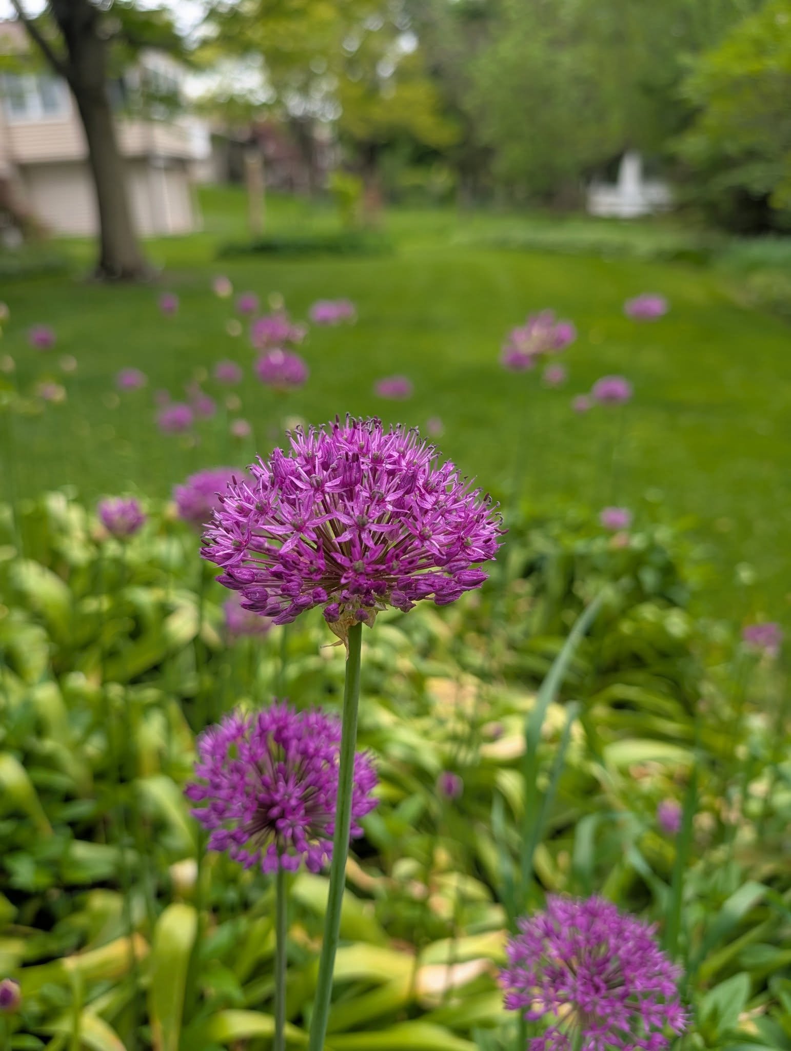 Grand Rapids: An organic yard is a haven for pollinators. 🐝🦋 Without toxic chemicals in the local ecosystem, bees and butterflies have a safe place to rest and forage. 