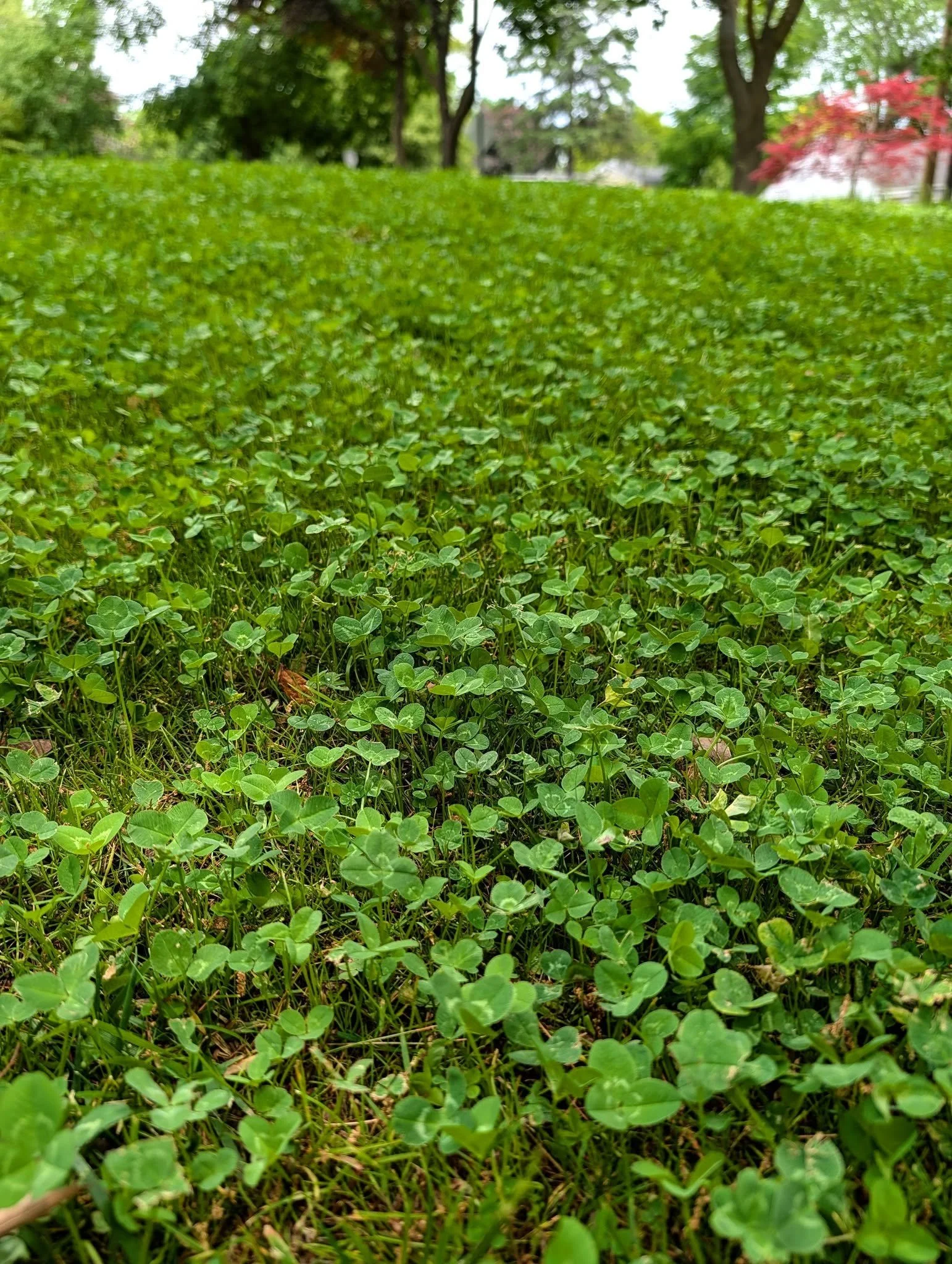 Grand Rapids: here's the thing about biodiversity: it's NOT weakness in your yard, it's an asset. When we treat your turf, we're treating your whole outdoor space. That clover that's fixing nitrogen in your lawn? The pollinator-friendly wildflowers i