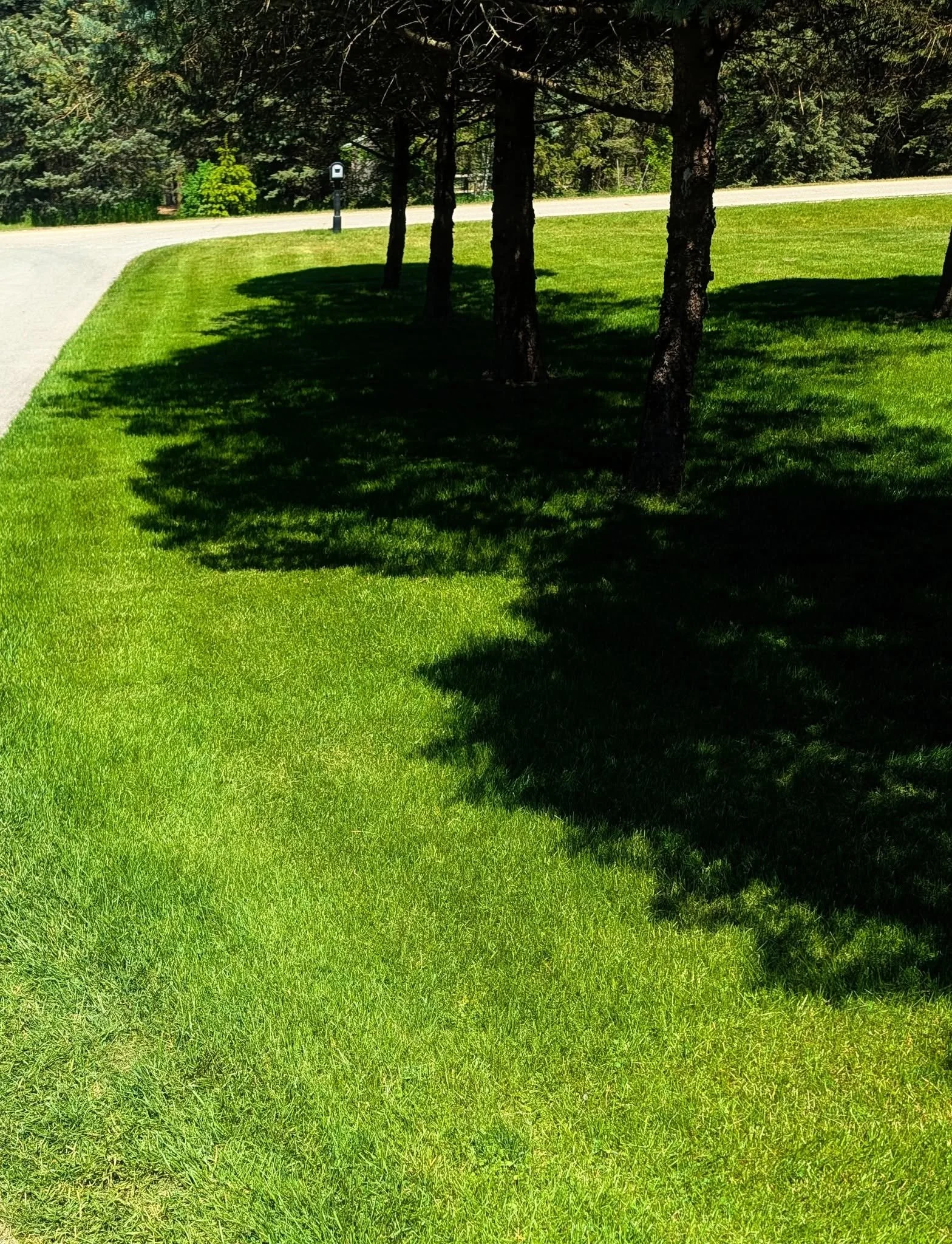Hamilton: Putting in the work to build up organic matter in the soil around evergreens will definitely help lock in moisture for the turf and give it a much better chance to thicken up and look good. 