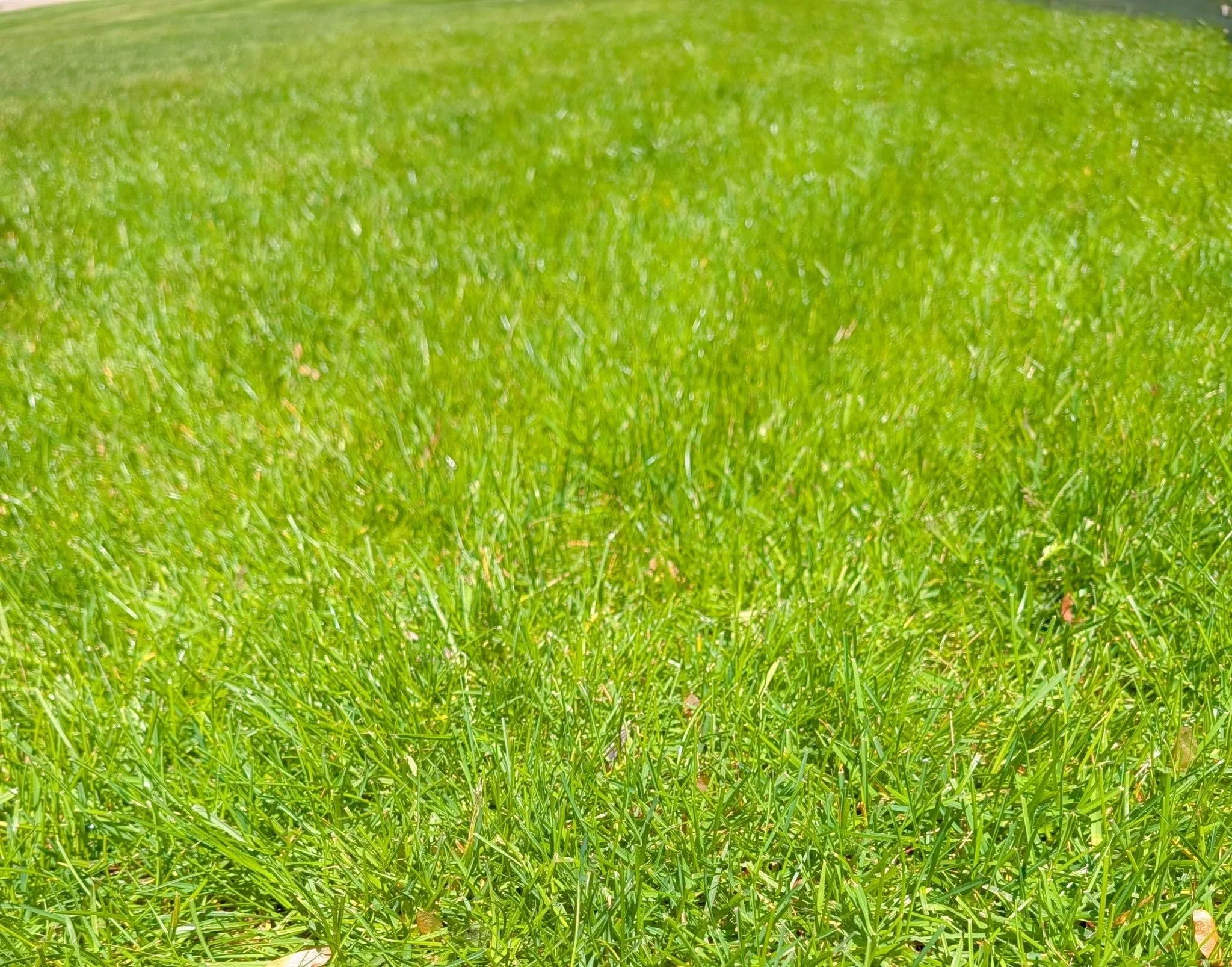 Grandville: Why do homeowners edge landscape beds? Because we compost and mulch landscaped areas so much that turf desperately wants to grow there. The soil is so rich that we literally have to put up walls to keep grass out. So what if your lawn soi