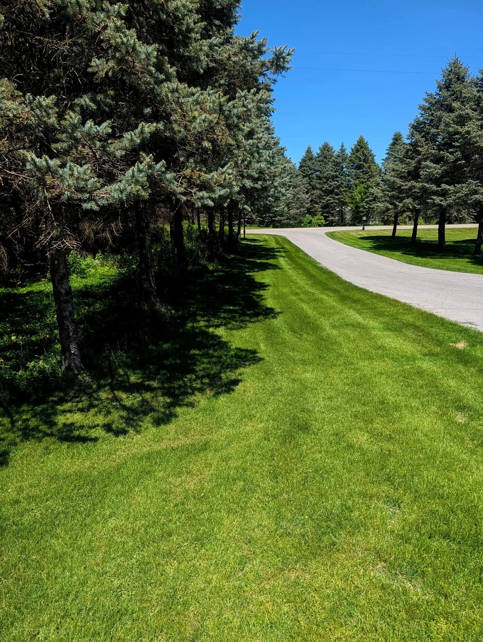 Hamilton: Turf doesn't thrive under and around evergreen trees. 🌲 The shallow tree roots are constantly grabbing water before the grass can get any. Needles are constantly falling too and smothering turf.