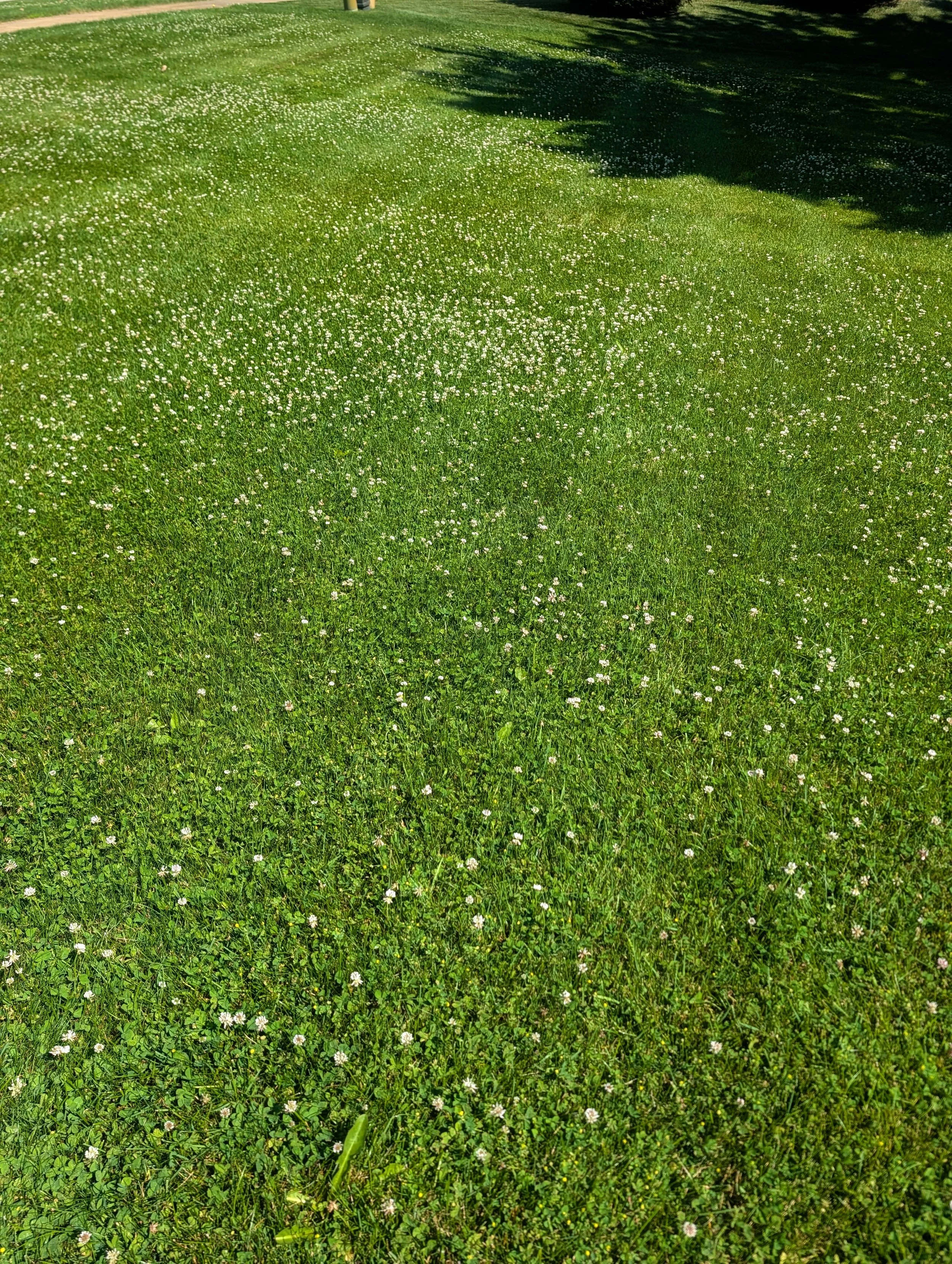 Rockford: While Dutch white clover isn't native to Michigan (it was brought here from Europe by early colonists), it's naturalized. It's a great groundcover that provides nitrogen to surrounding turf, makes your lawn more drought tolerant, and provid