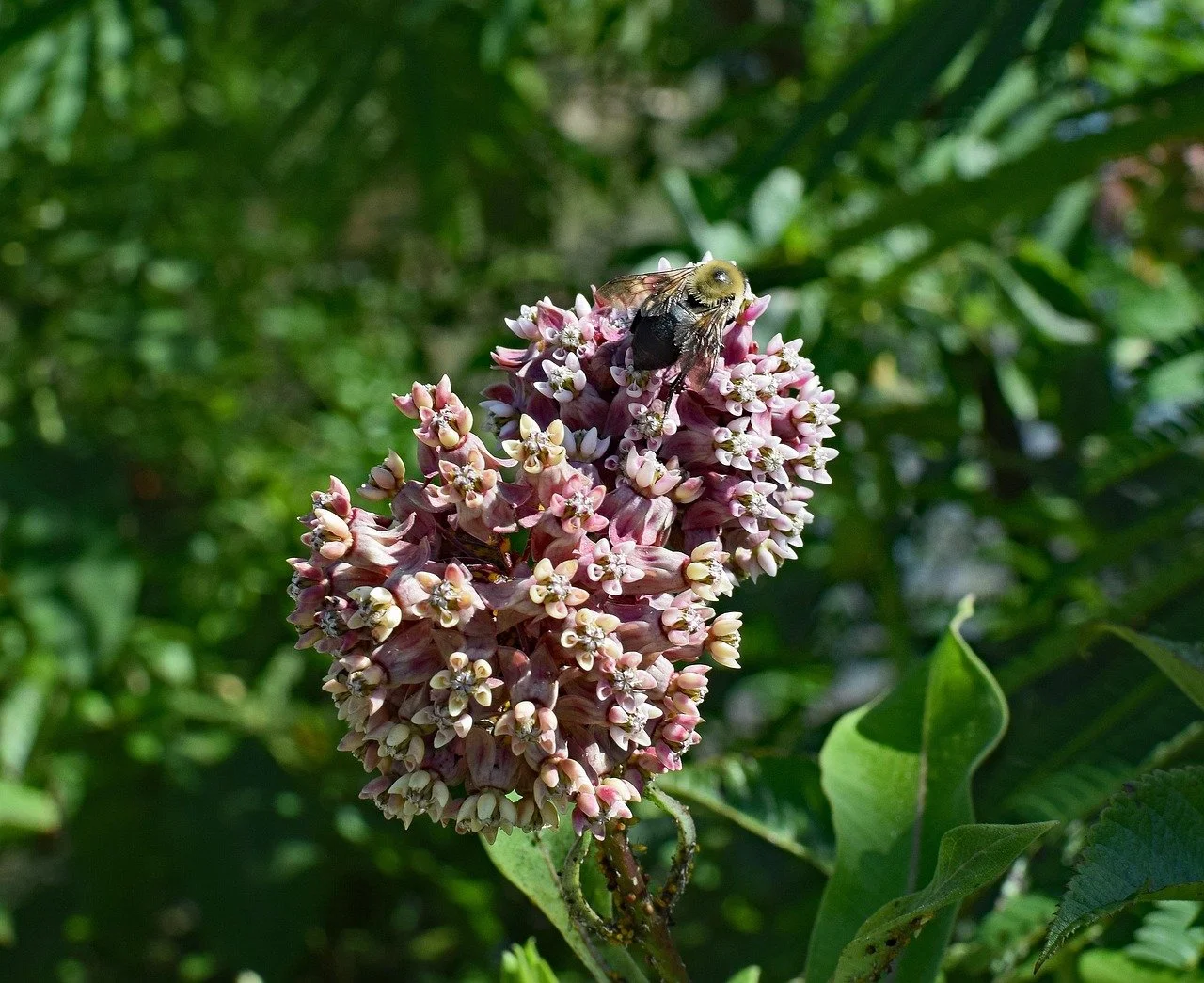 Milkweed seed packet