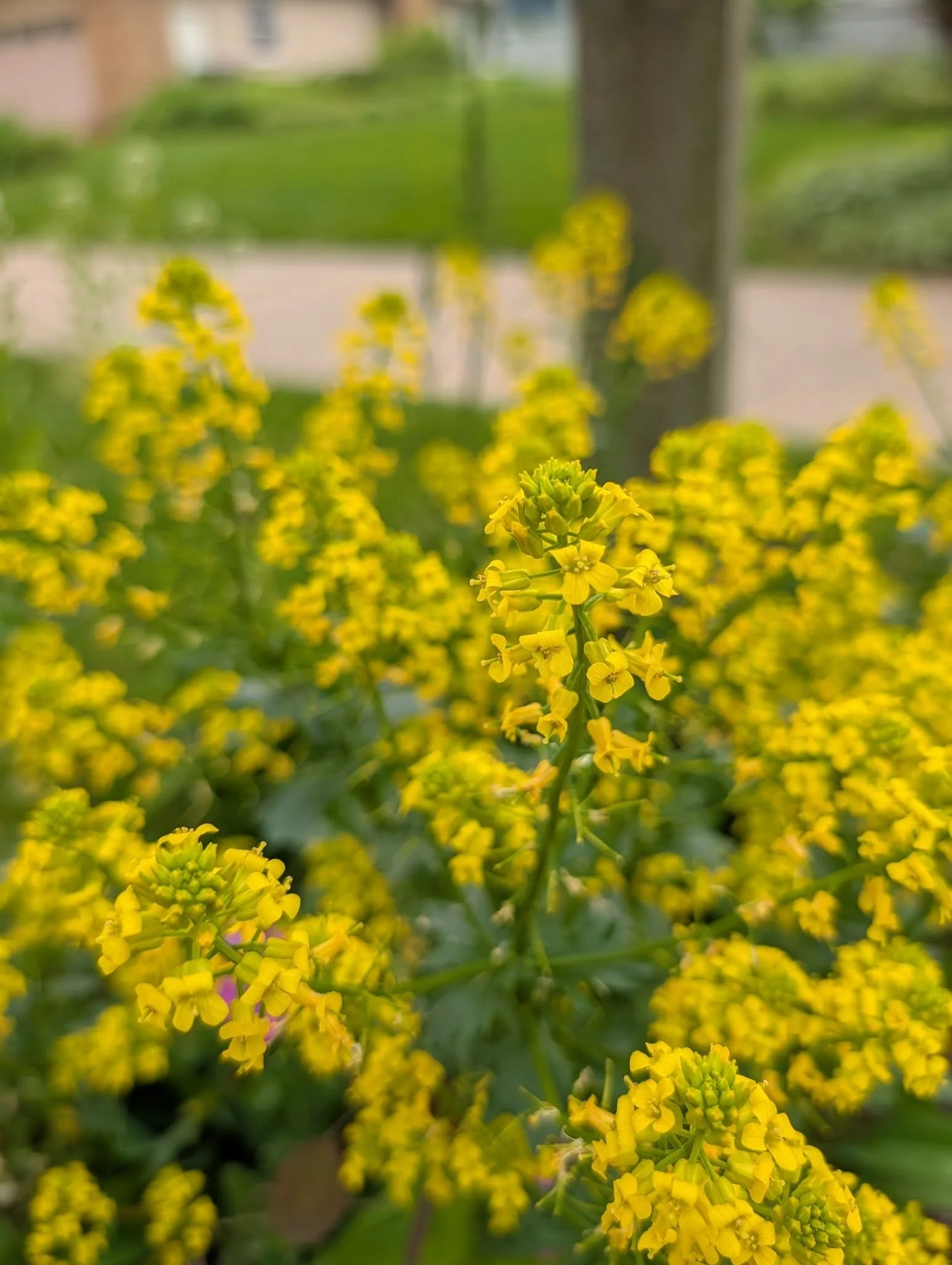 Grand Rapids: Wildflowers, clover and dandelions offer essential nectar and pollen to pollinators, creating a safe space for them to forage.