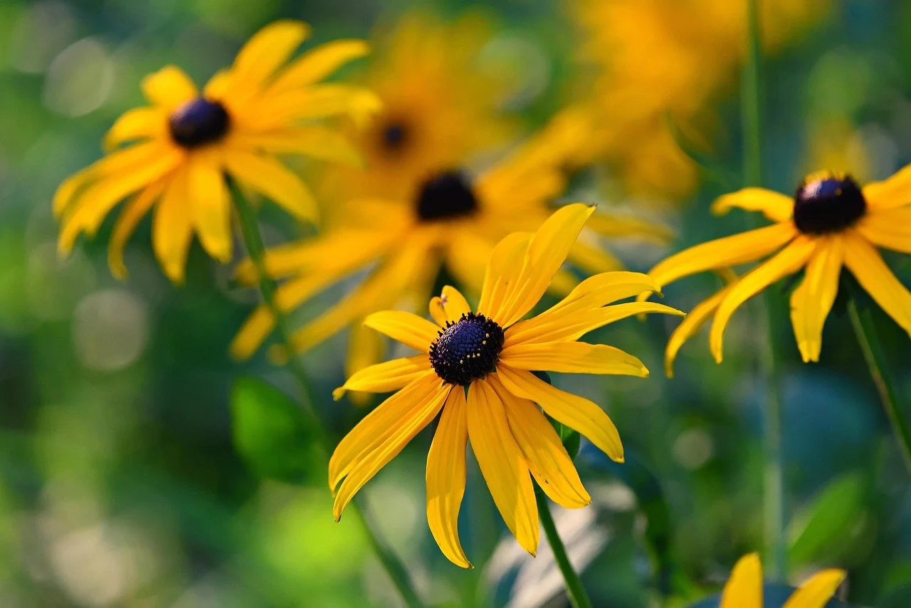 Black-eyed Susan seed packet