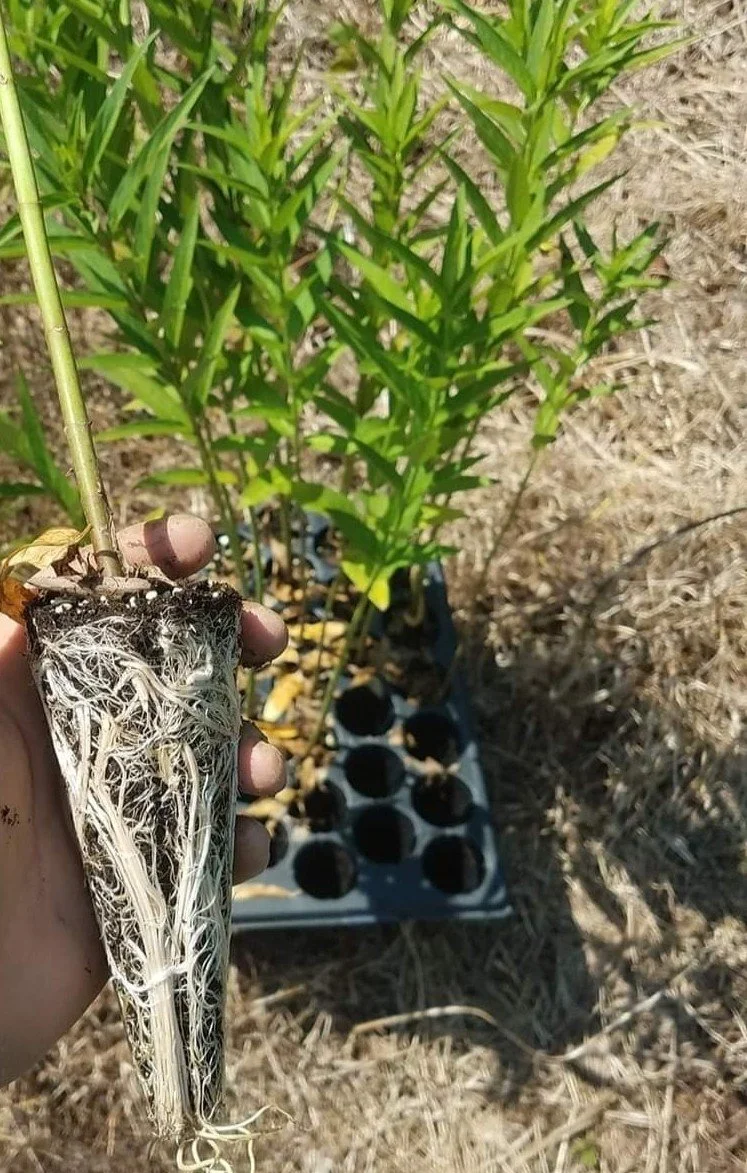 milkweed45inches.jpg