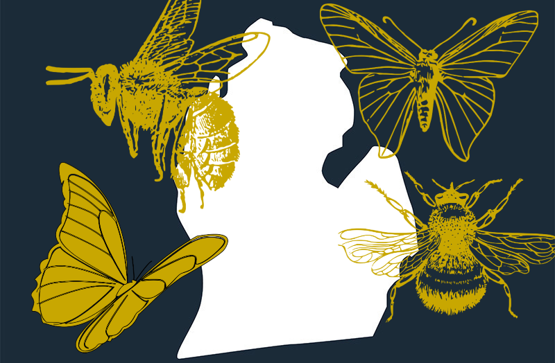 Illustration of various insects including bees, moths, and butterflies in yellow silhouettes around a white silhouette of Michigan on a dark background.