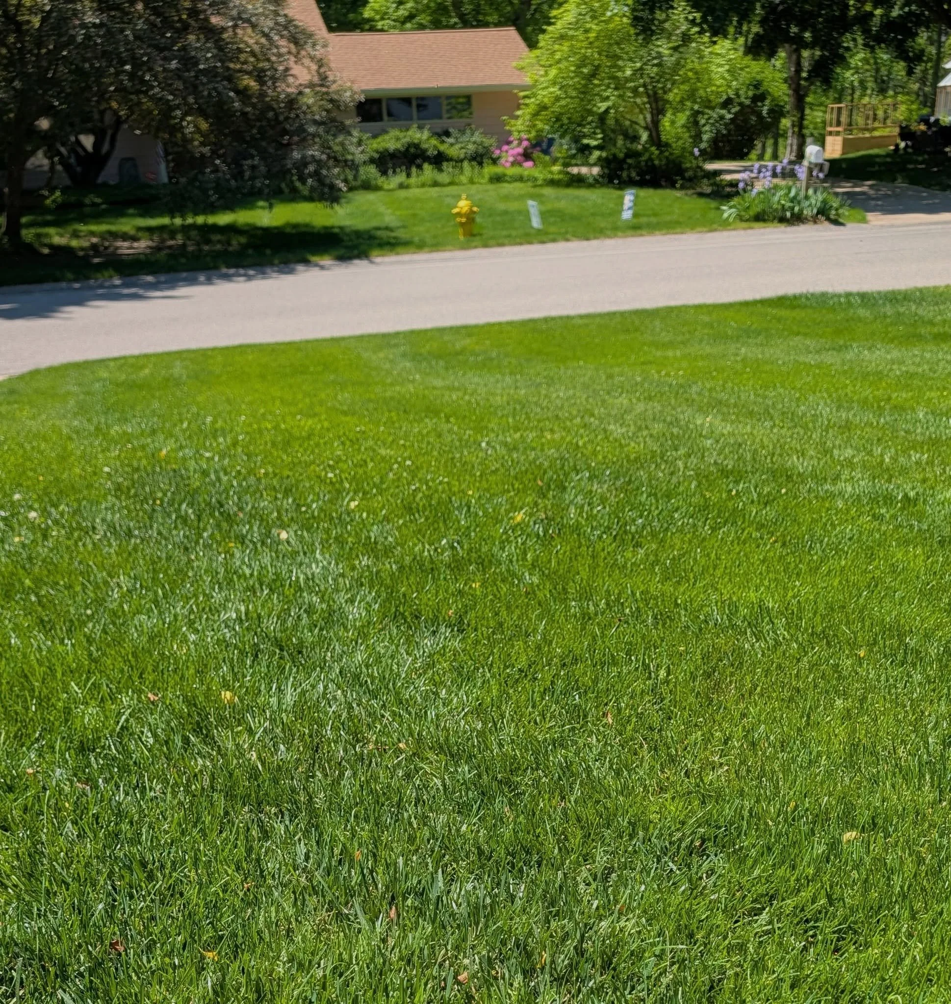East GR: Here's a lawn that's probably 20-30% Dutch white clover. You know what the neighbors see? A thick, healthy lawn that stays green all summer. It doesn't look messy, weedy or out-of-place in this tidy little neighborhood. You have to be right 