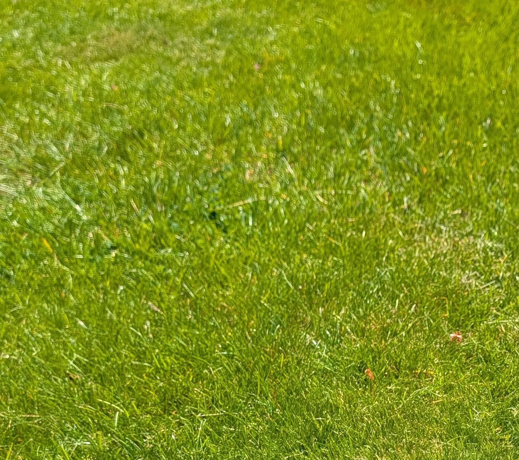 Rockford: Organic lawn fertilizer, like our Alfalfa Blend, is a great way to build up organic matter in your soil while adding slow-release nutrients for your turf. 
