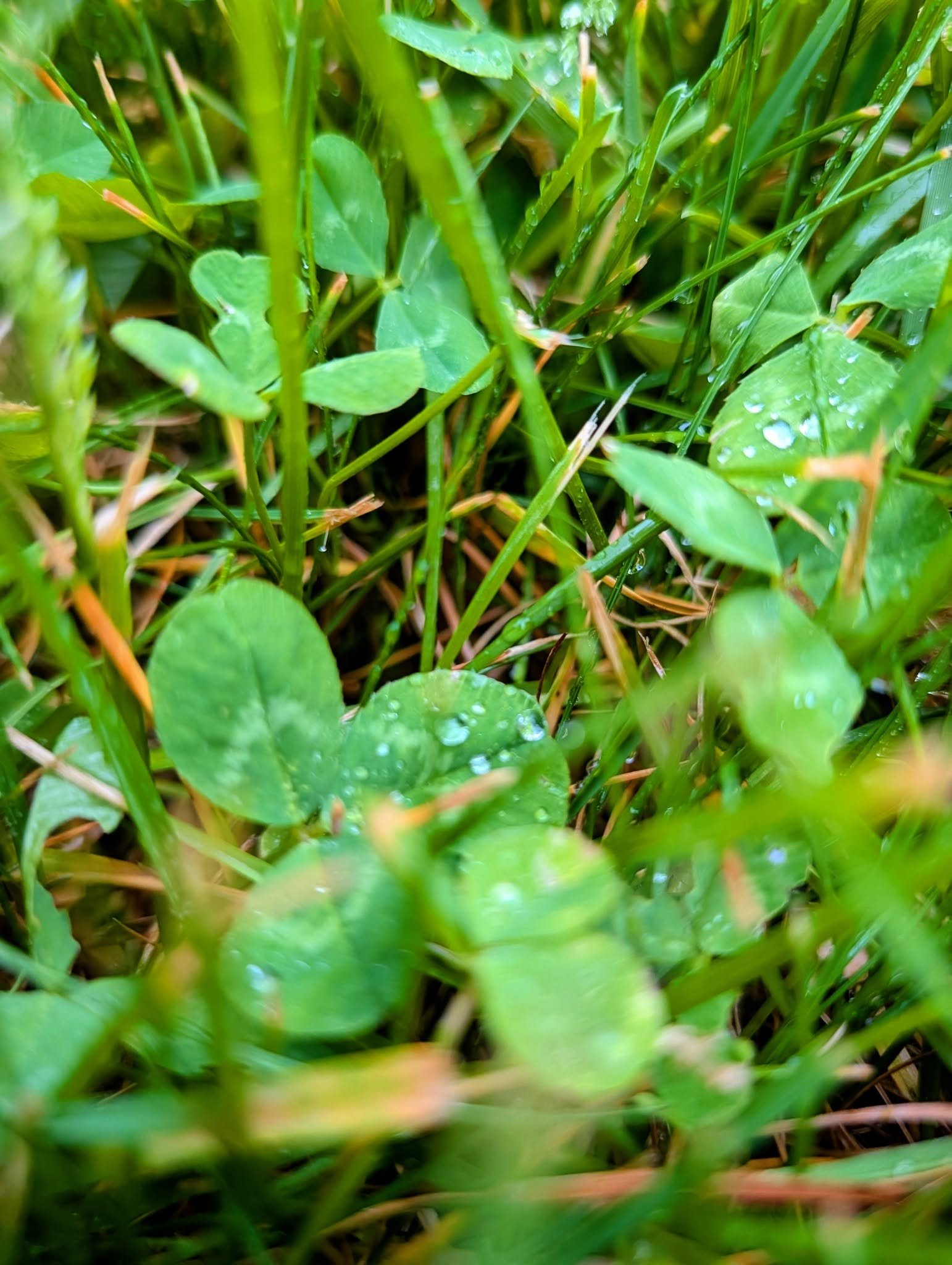 Fennville: One thing we're passionate about at Good Sweet Earth is clover in lawns. It fixes nitrogen (which means less fertilizing), it makes grass more drought-tolerant (which means less watering), and it helps control grubs (which means less need 