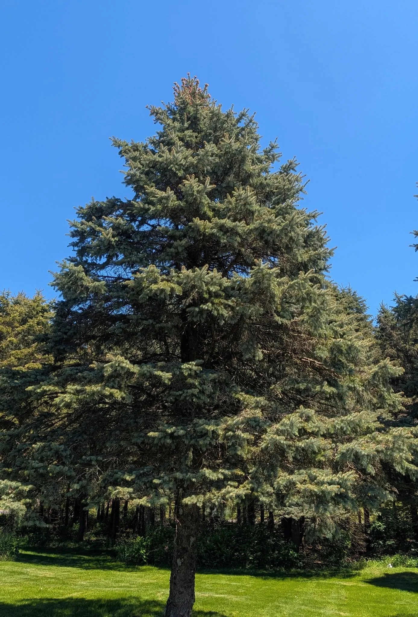 Hamilton: Turf doesn't thrive under and around evergreen trees. 🌲 The shallow tree roots are constantly grabbing water before the grass can get any. But putting in the work to build up organic matter in the soil around the evergreens will definitely