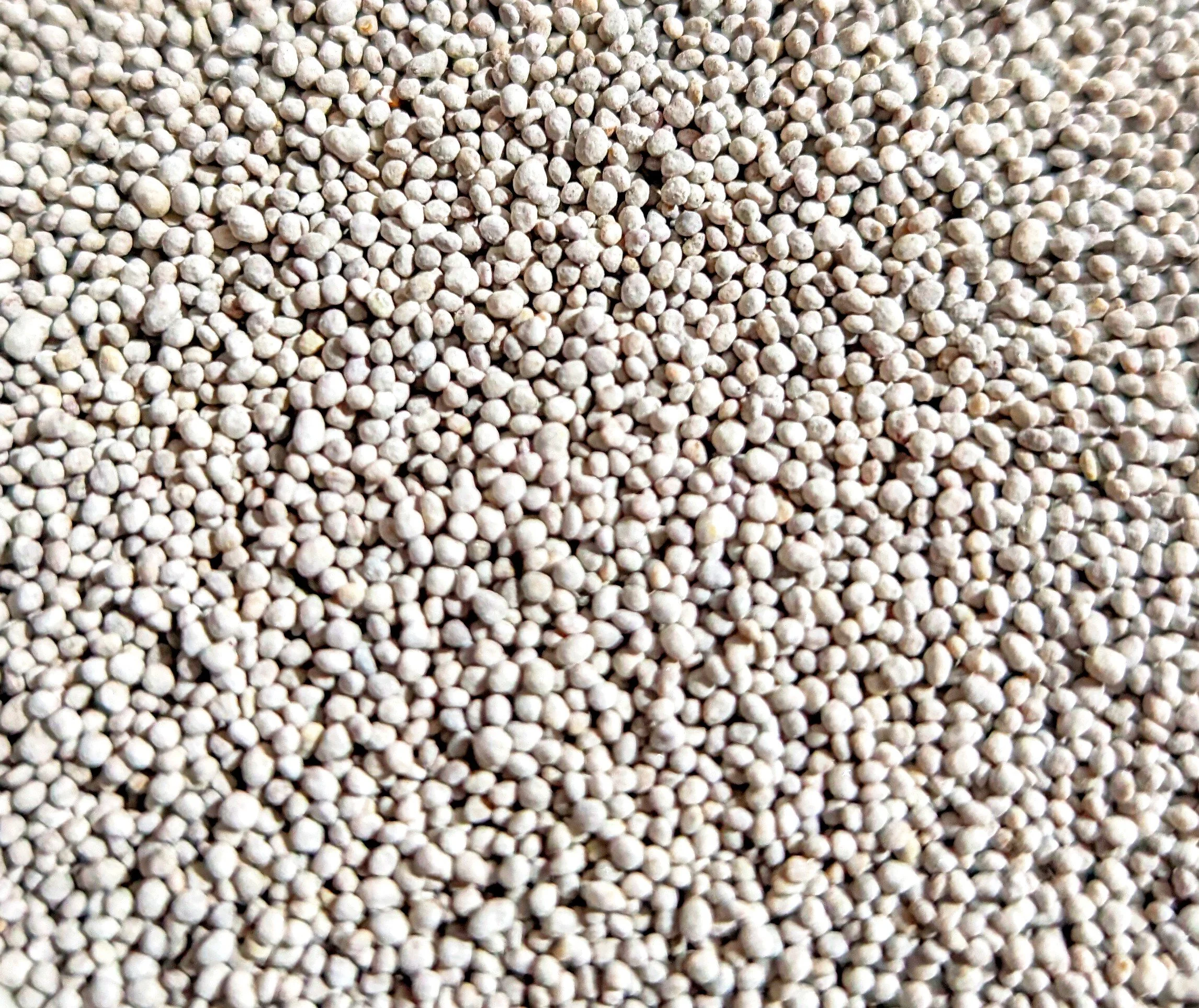 Dutch white clover seed