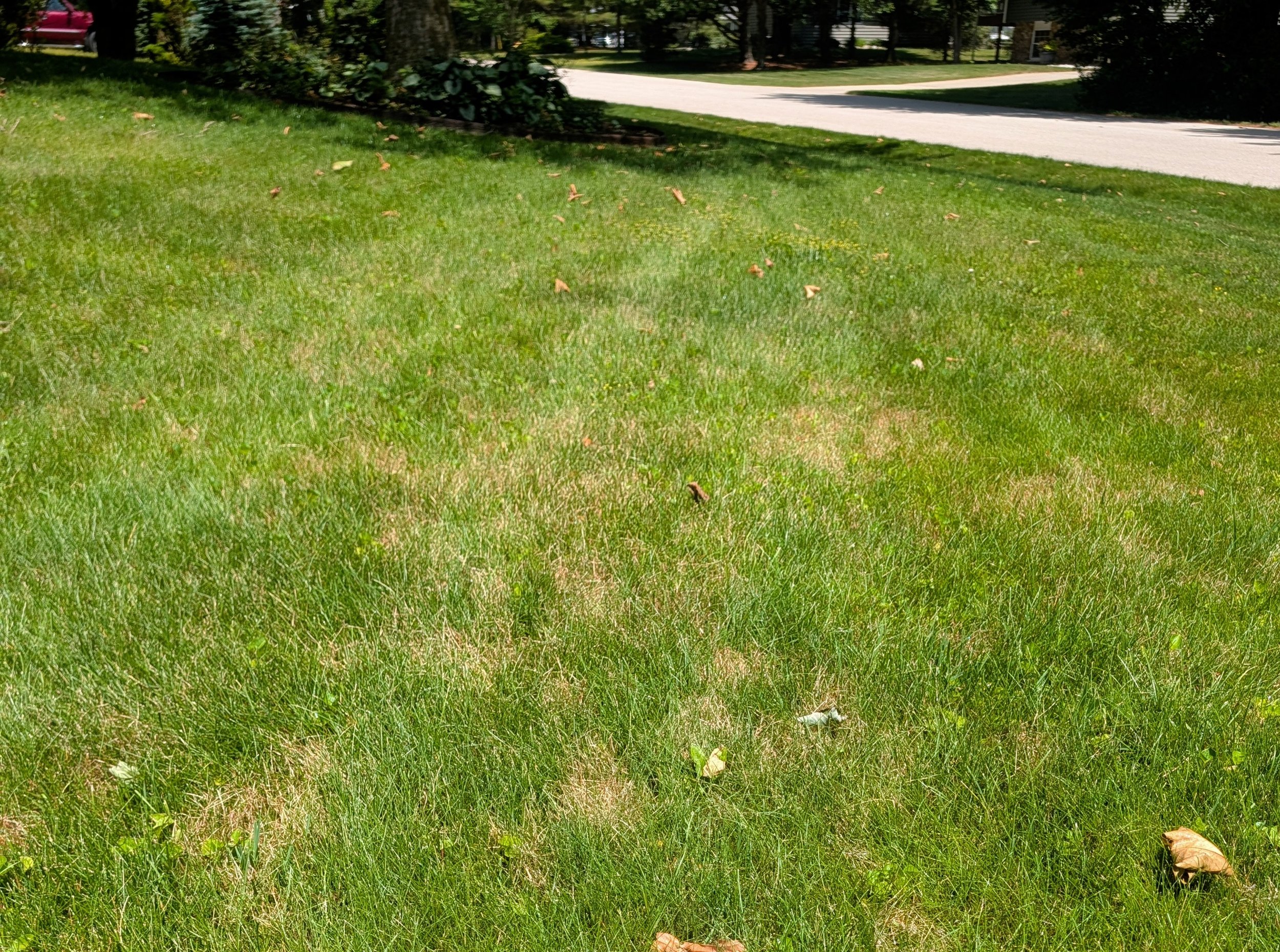 Norton Shores: Lawns naturally go brown and crispy in the summer heat. It doesn't mean they're unhealthy. It doesn't mean they're dead. And it doesn't have to be something you're embarrassed of. Grass goes dormant when temps get into the 80s in order