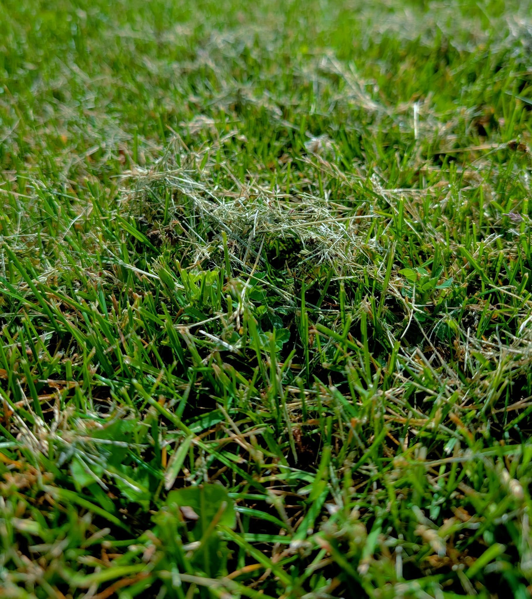 Hudsonville: Did you know that leaving your grass clippings on your lawn is an important source of nitrogen for your lawn? It can provide up to 1/3 of the nitrogen your turfgrass needs for the entire season! Plus, it's a great way to add organic matt
