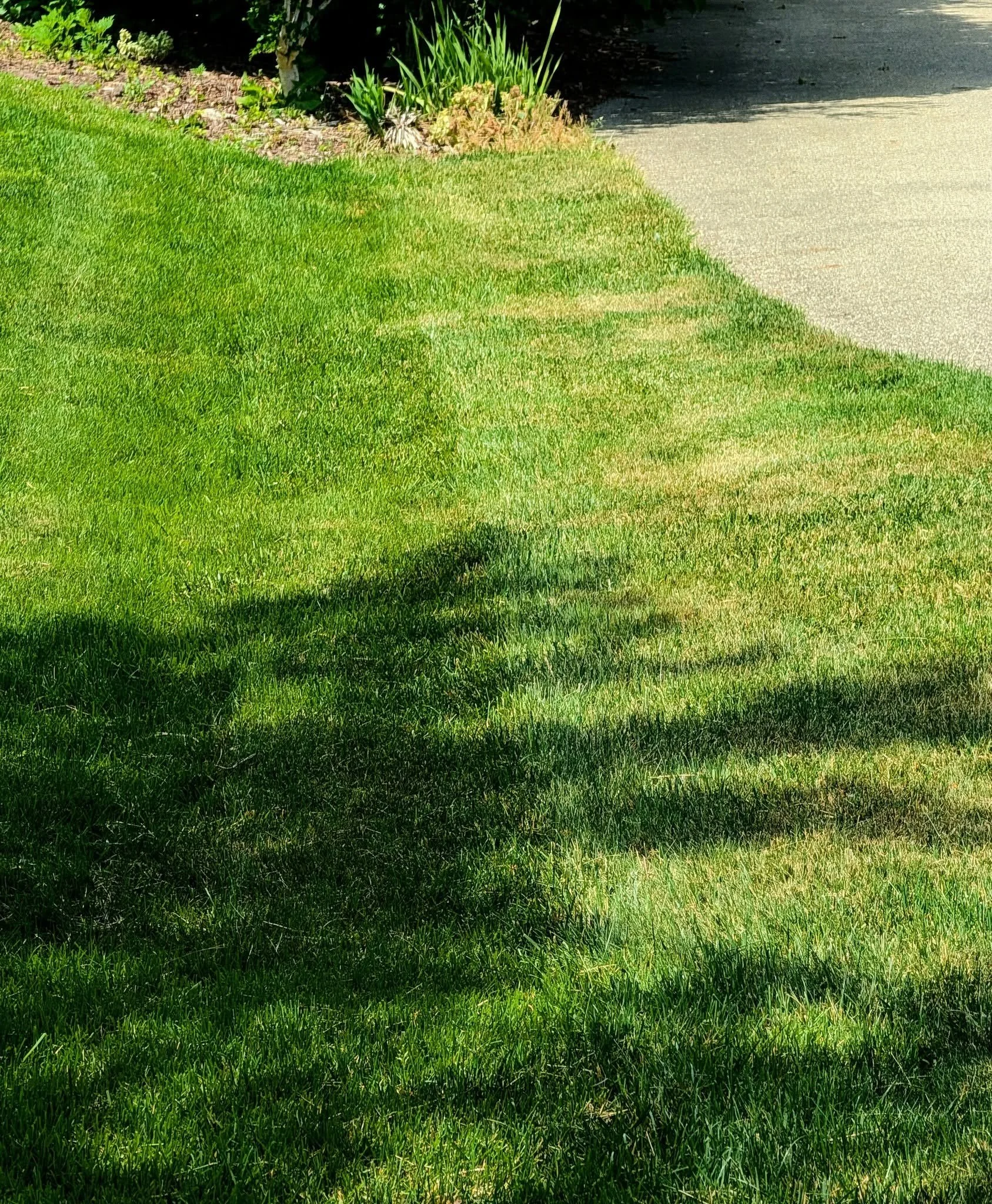 Grand Rapids: The lawn on the left is a Good Sweet Earth lawn. The lawn on the right uses a chemical lawn company. The lawn on the right may be "100% weed free," but it sure doesn't look healthier than the Good Sweet Earth lawn on the left. The Good 
