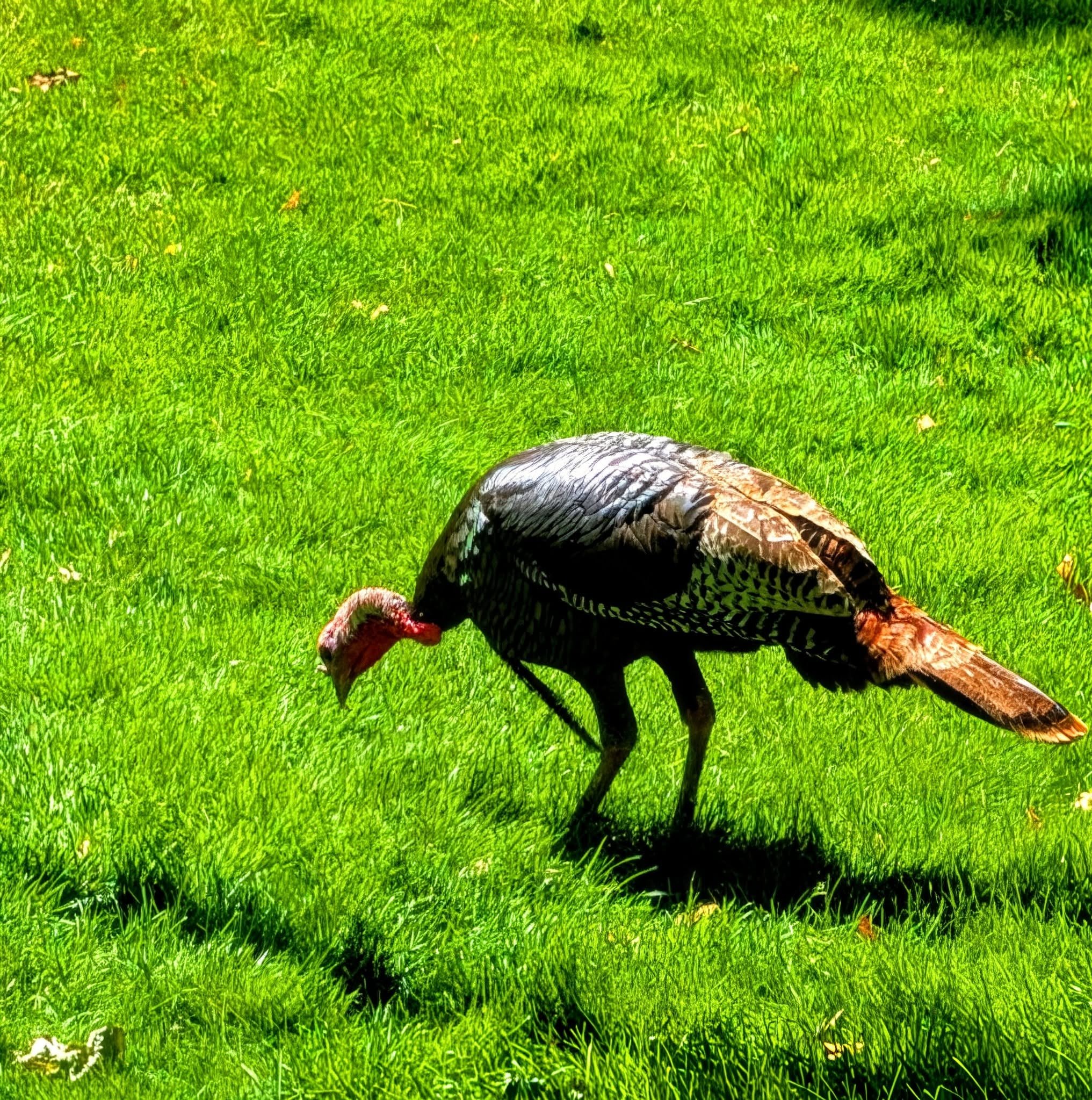 Norton Shores: Meet Tom, a wild turkey we met at a yard we were spraying.
Wild visitors like Tom don't read "Caution" signs. They don't know to stay off the lawn for 24-48 hours after a synthetic chemical treatment. The robin pulling worms from your 