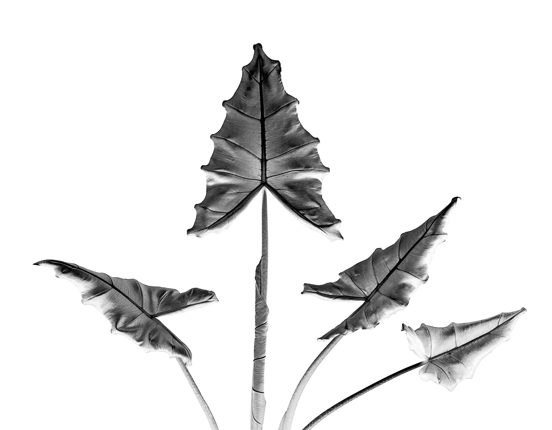 2010-07-24-4074_prnt 10.5x13.5.jpg