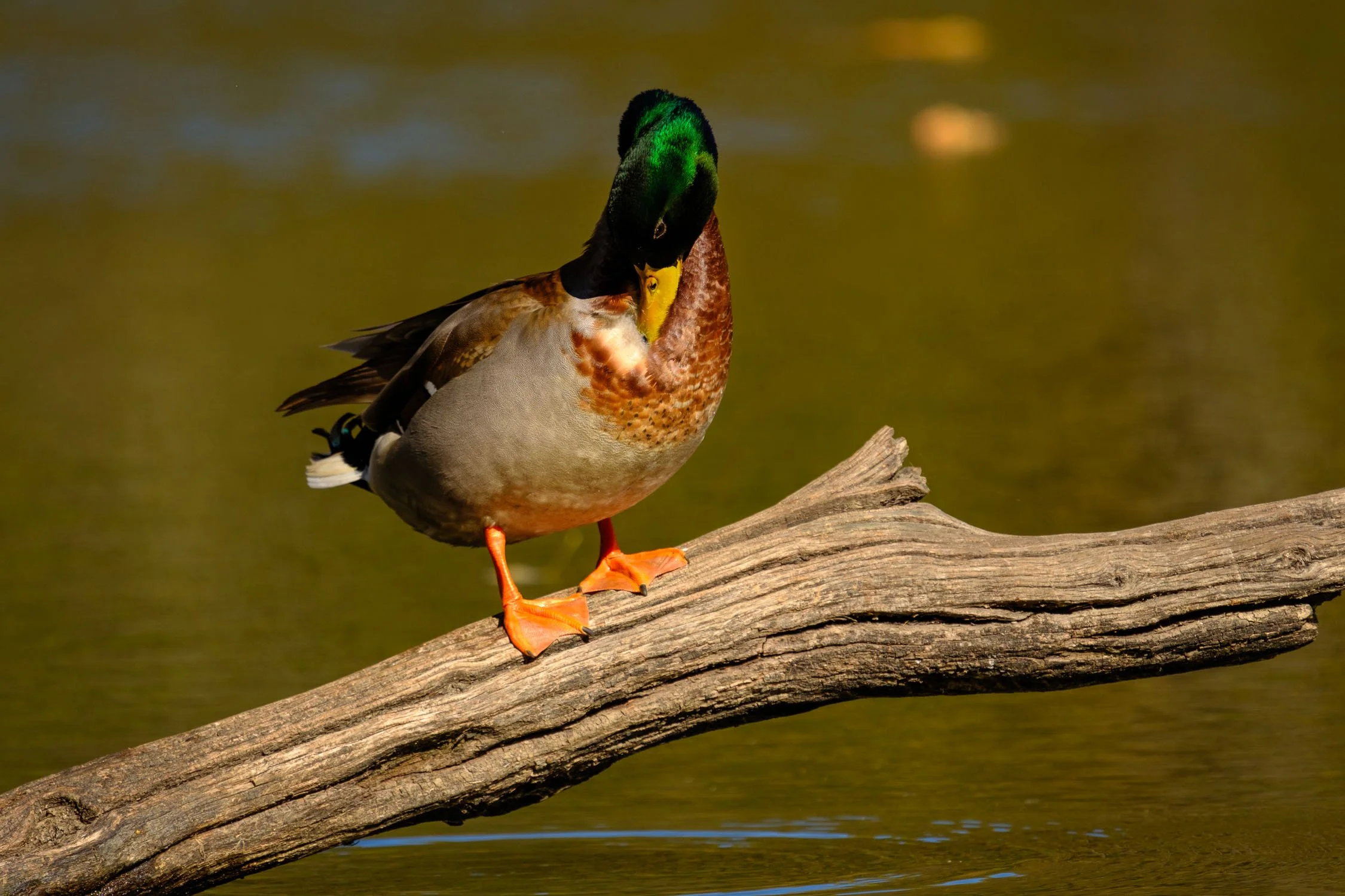A male mallard duck standing on a weathered log near water, preening its feathers.