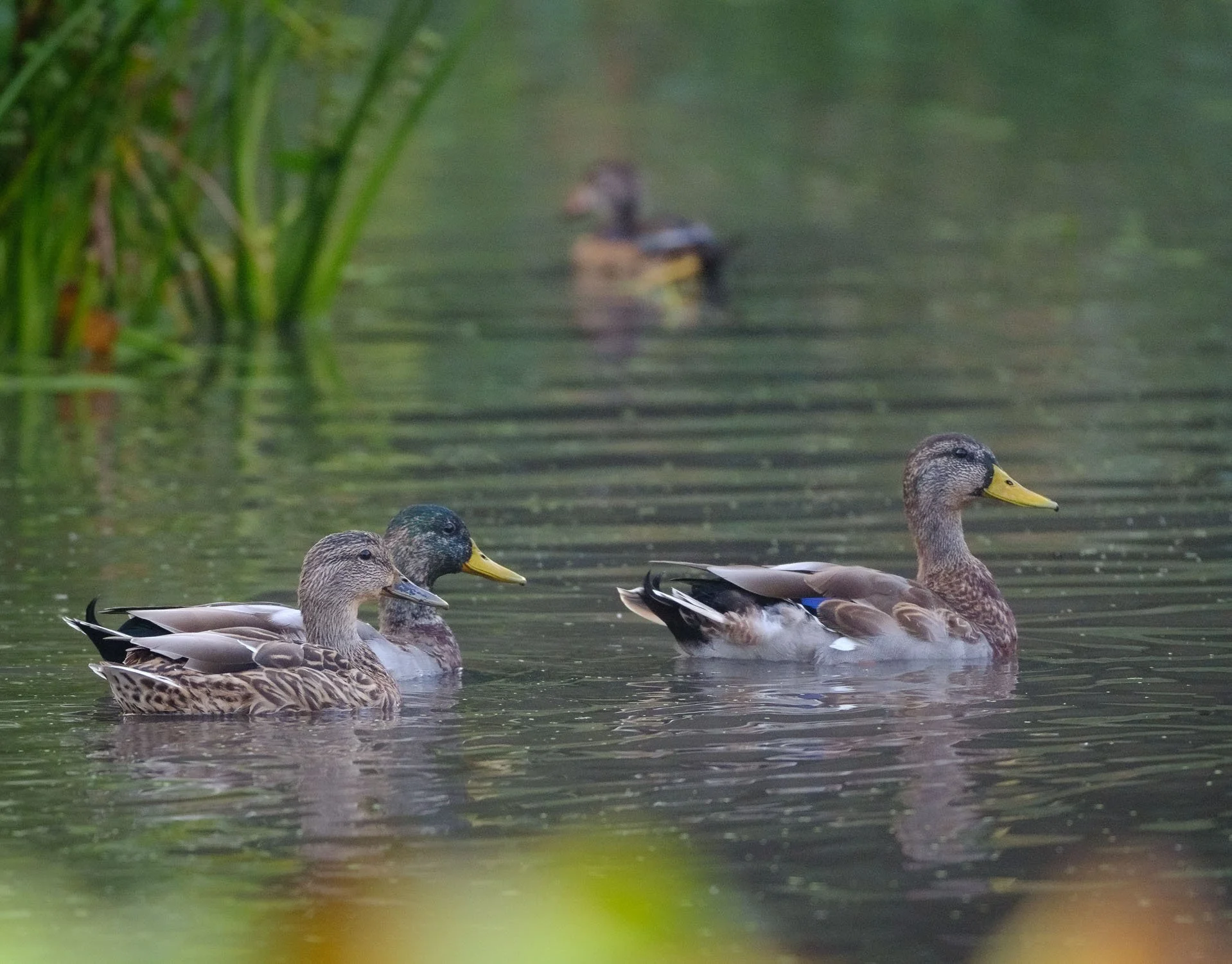 Three ducks swimming in a pond with tall green plants on the side, one in the background and two in the foreground.